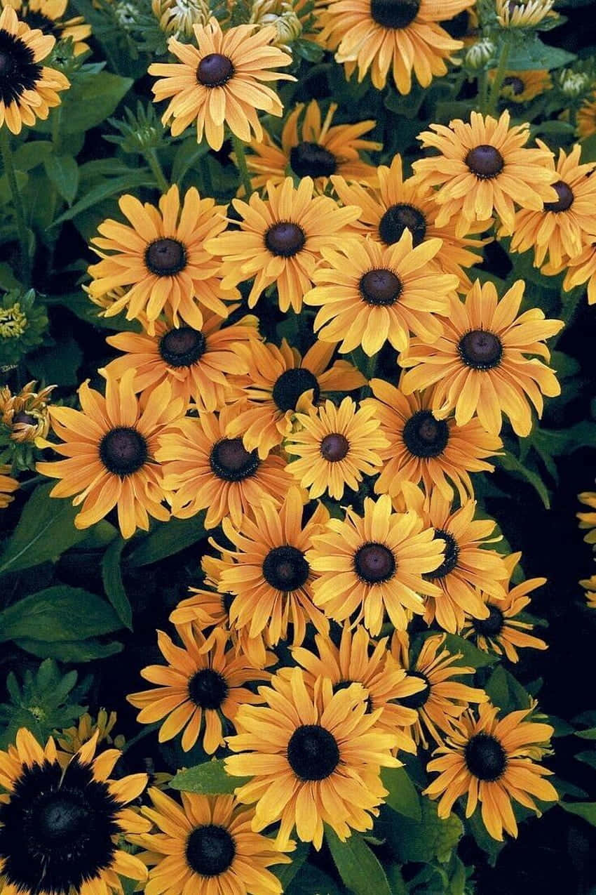 暗夜下的盛放向日葵 壁紙 — 鮮黃色的黑眼蘇珊花在陽光普照的花園中，以茂密的綠葉為背景，密集地盛開。