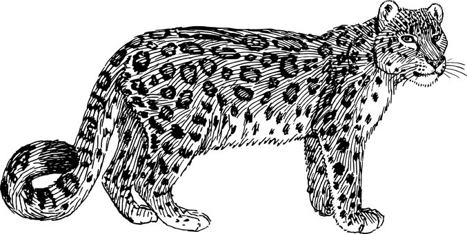 暗夜中的花豹 壁紙