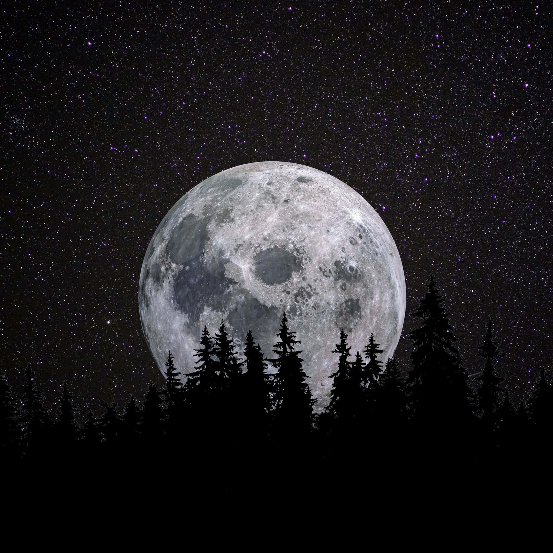 滿月在繁星點點的夜空下，從松樹剪影後升起。