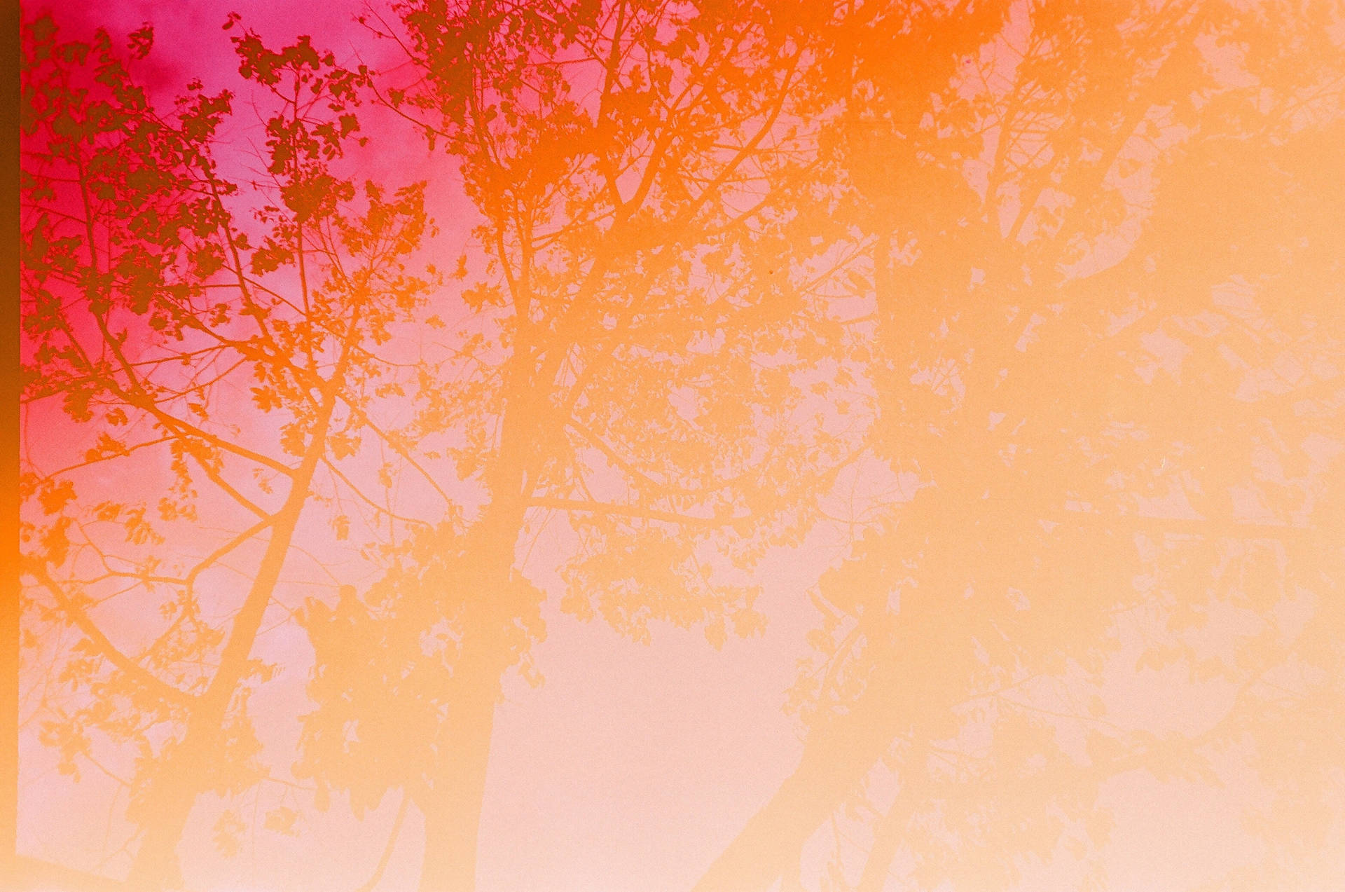 暗林橫幅 壁紙 — 剪影樹枝襯著火熱粉紅和溫暖橙色的漸變天空。