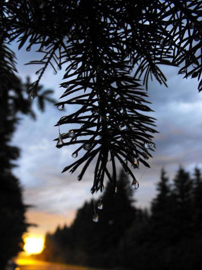 暗森林 iPhone 近景 壁紙 — 剪影般的松針在暮色天空下滴落水滴，遠處有發光的日落。
