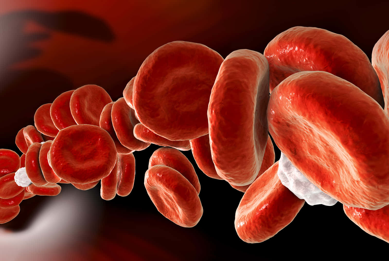 Red Blood Cells 桌布 壁紙 — 暗紅色背景中，紅血球和白血球在血管內流動的特寫視圖。