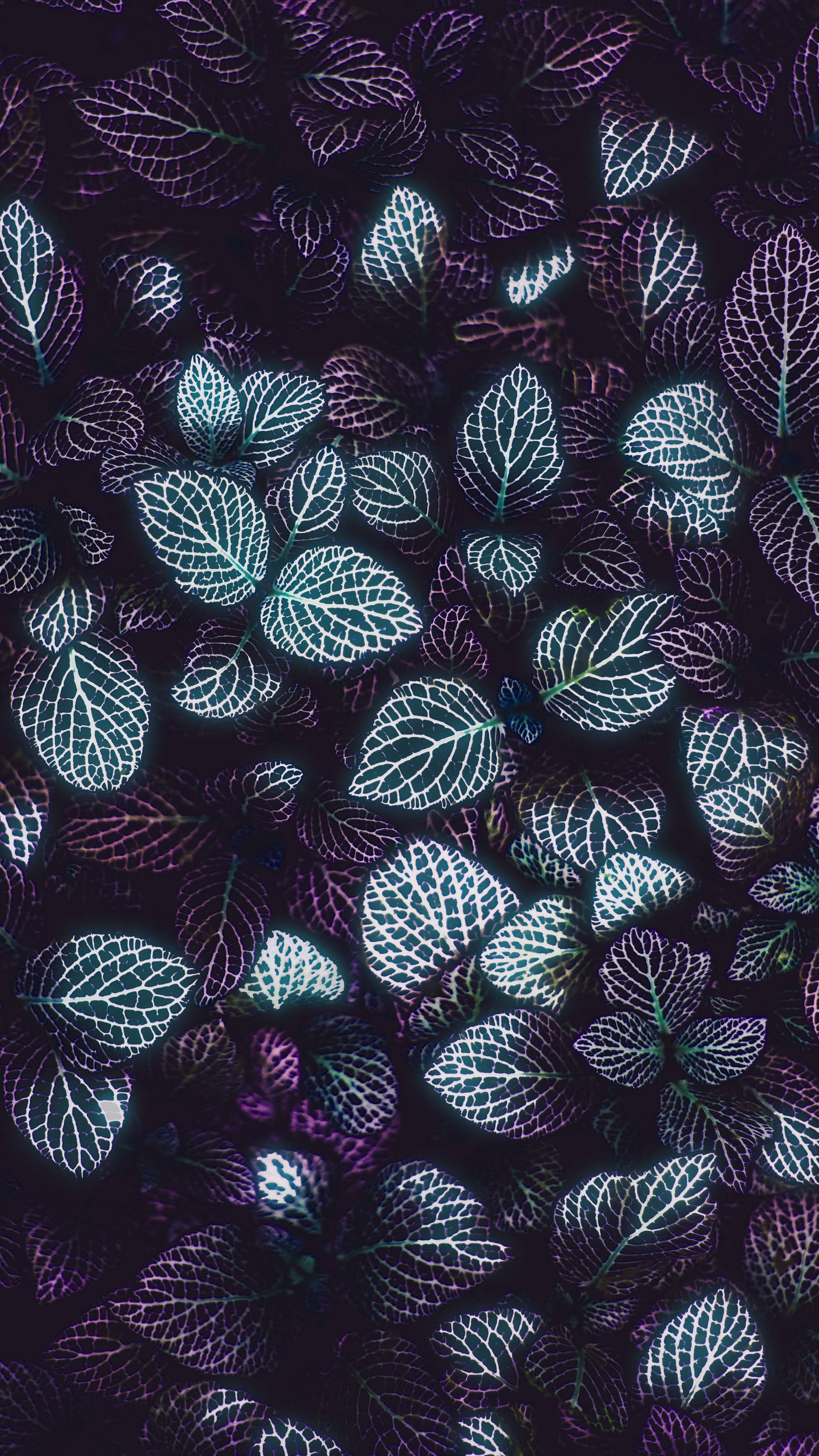 Leaves 桌布 壁紙 — 暗紫色背景下，帶有複雜白色葉脈的發光蕁麻葉特寫。