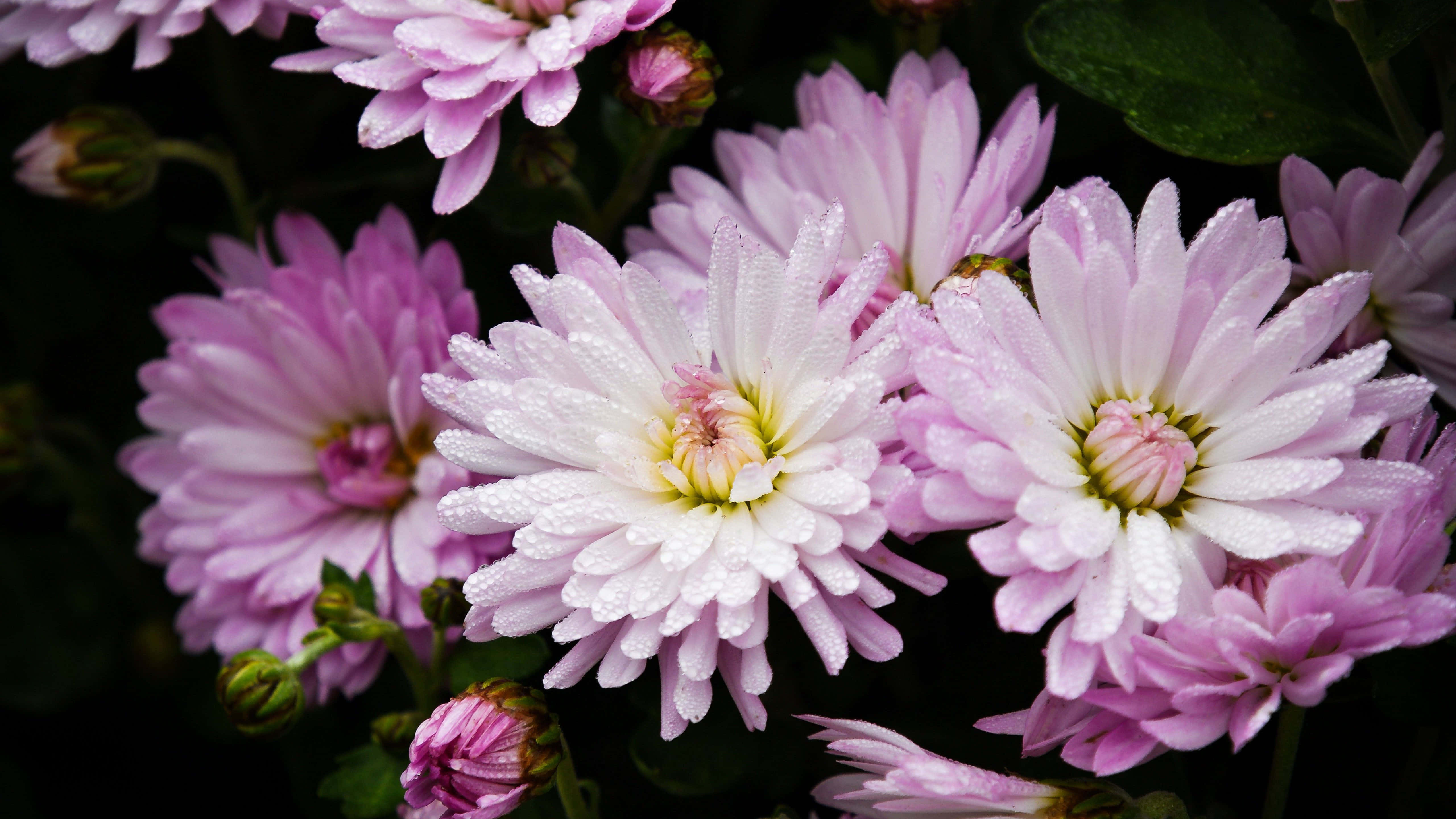 Pink Chrysanthemums 桌布 壁紙 — 暗綠色葉子背景下，精緻粉白菊花閃爍露珠的特寫。