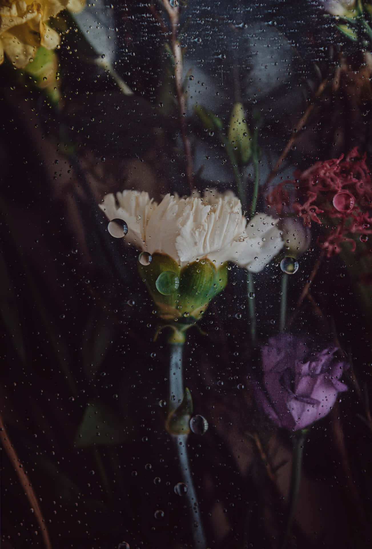 暗色中的多色花 壁紙 — 透過佈滿雨點的窗戶看到的白色康乃馨和紫色玫瑰，背景是模糊的花卉。