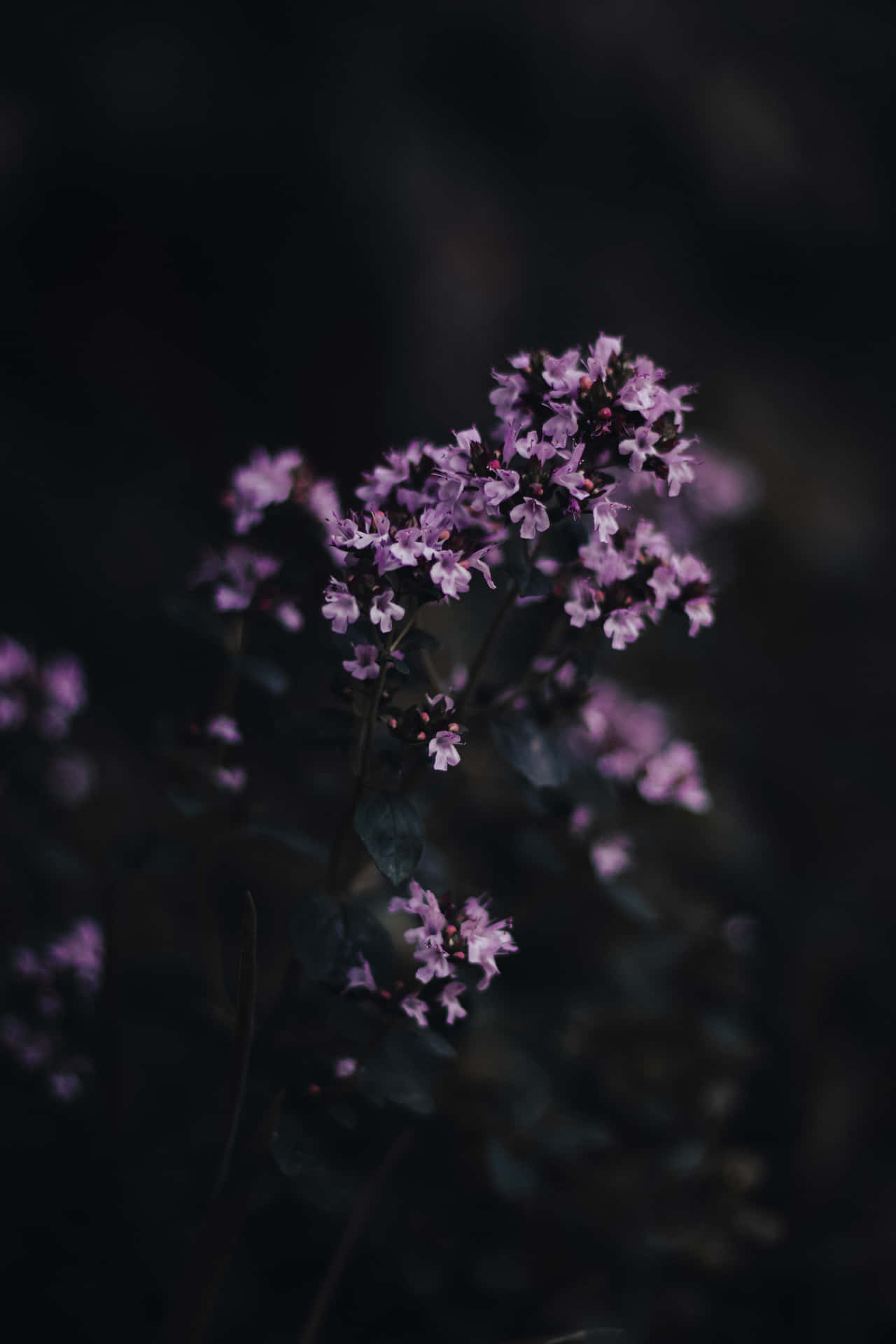 暗色中的紫色花束 壁紙 — 精緻的紫色花朵在深色背景上柔和綻放，營造出憂鬱的特寫效果。
