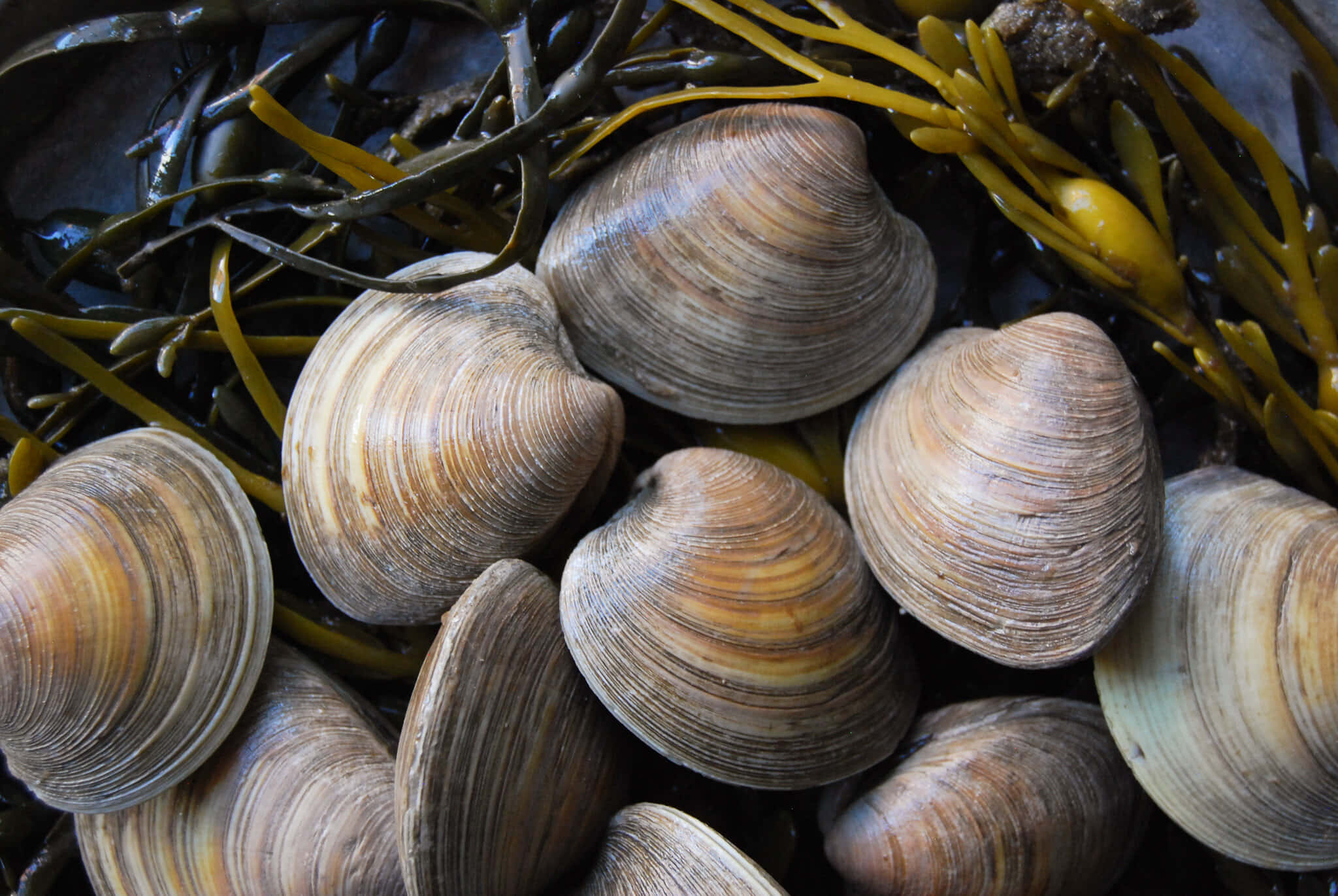 Clam Shell 桌布 壁紙 — 暗色潮汐池中，蛤蜊依偎在鮮豔黃綠色海藻間的近距離特寫。
