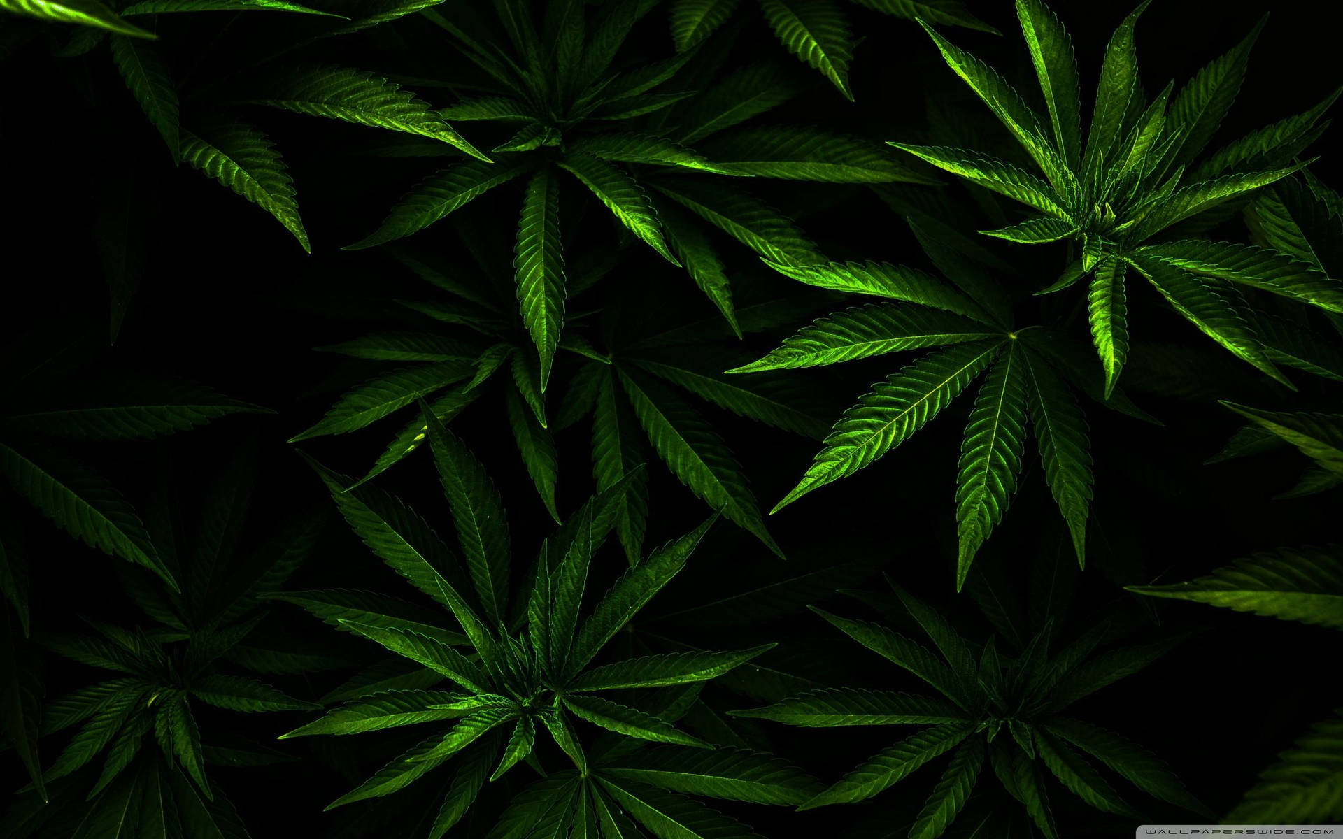 在黑色背景下發光的綠色大麻葉。