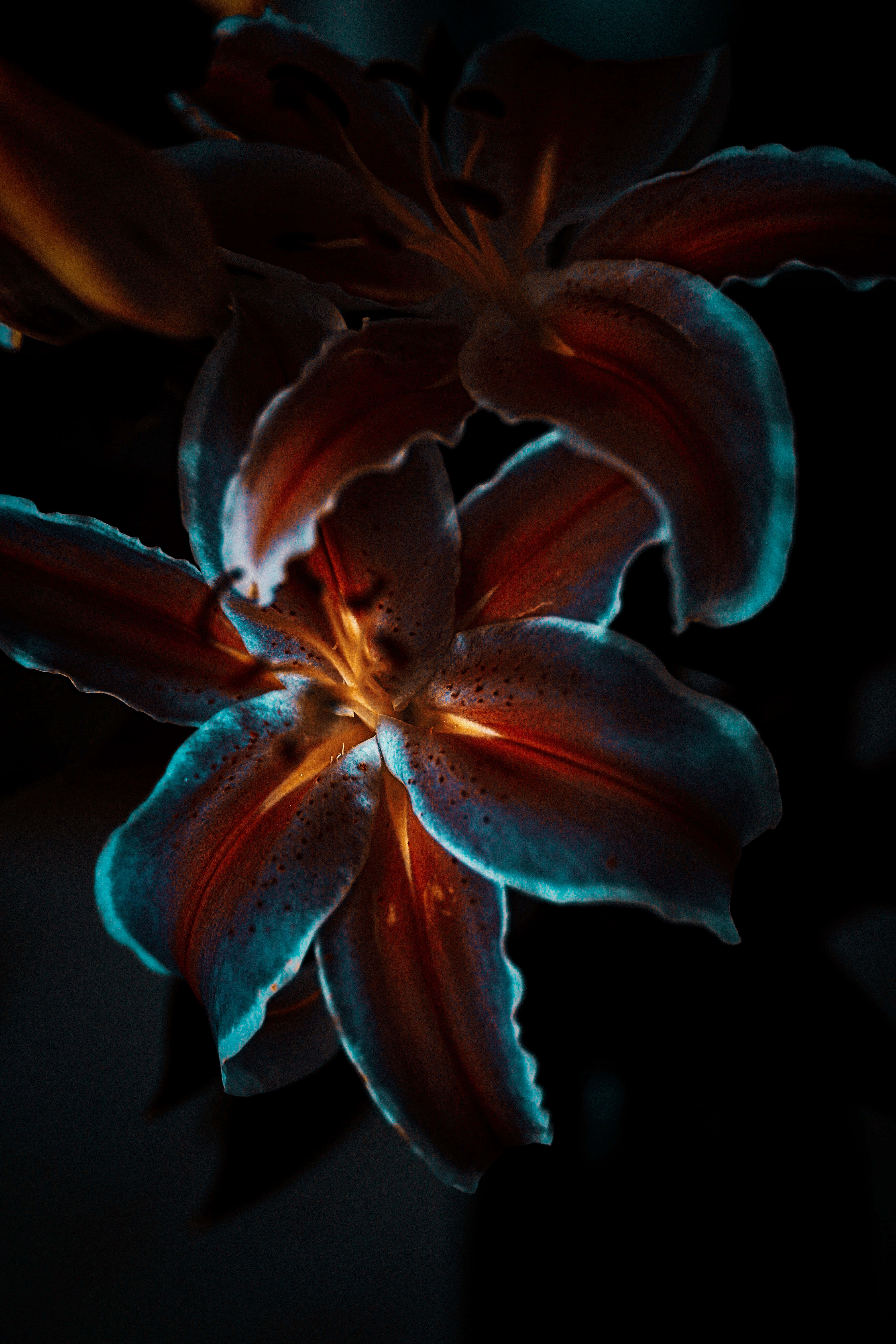 暗色背景中的光暈花 壁紙 — 百合花的戲劇性特寫，以火橙色和電光藍色照明，襯托深邃黑色背景。