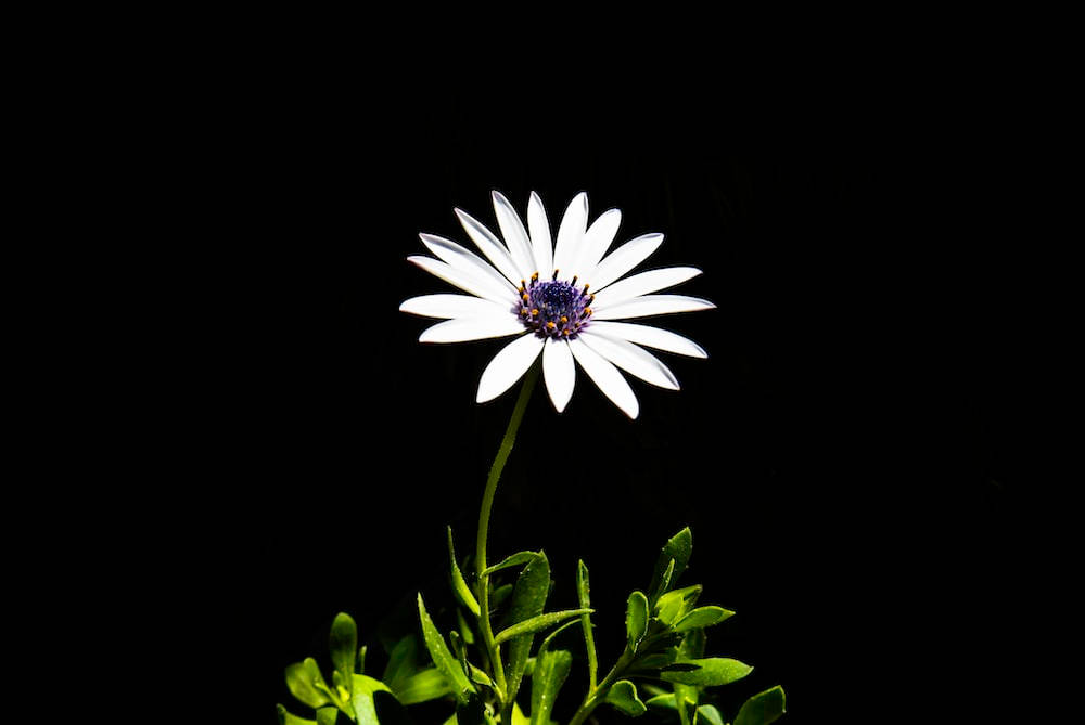 暗色花卉白瓣 壁紙 — 一朵白色雛菊，紫色花心，在純黑背景中綻放，綠色莖葉被柔和照亮。