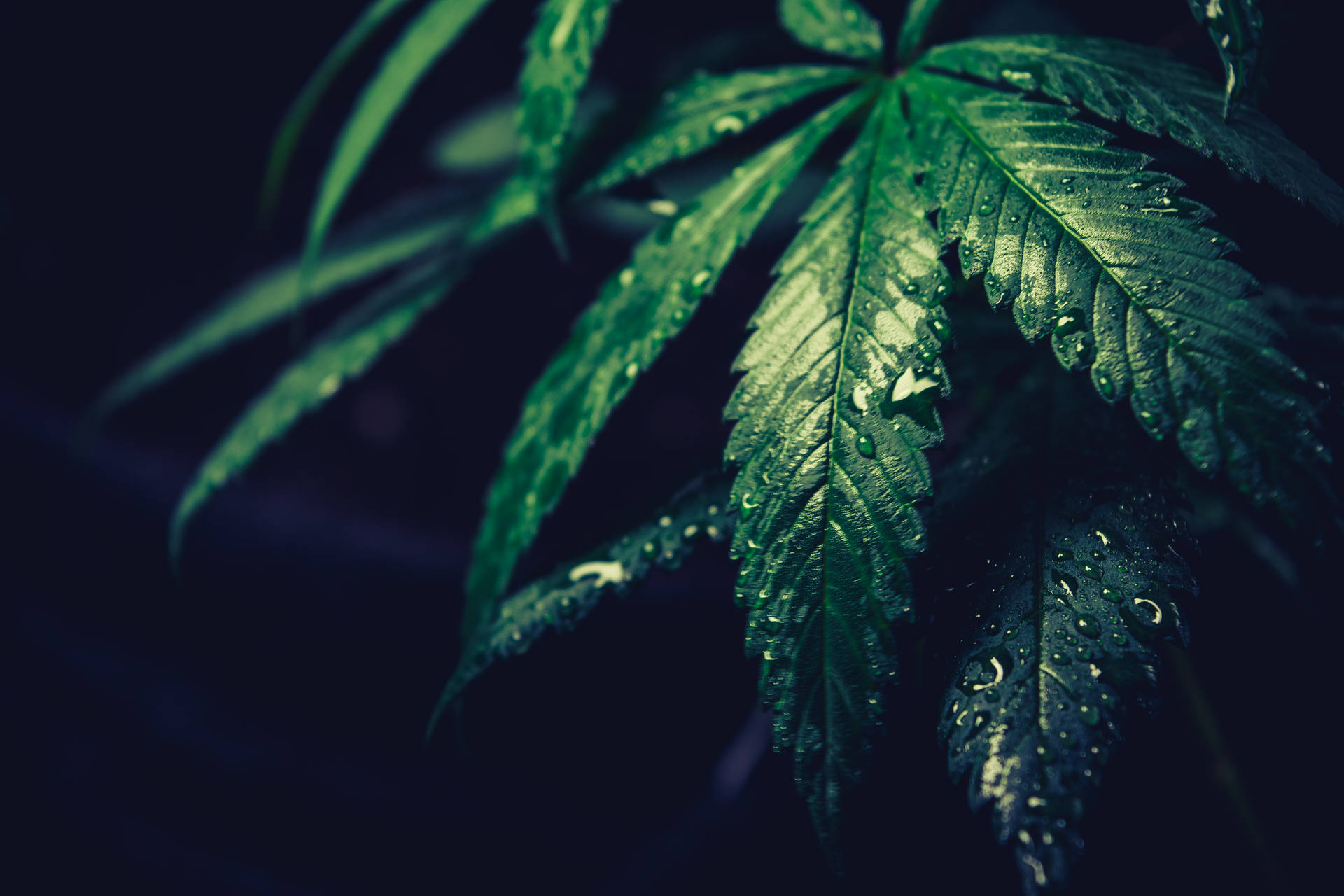 在黑暗背景下閃爍露珠的大麻葉