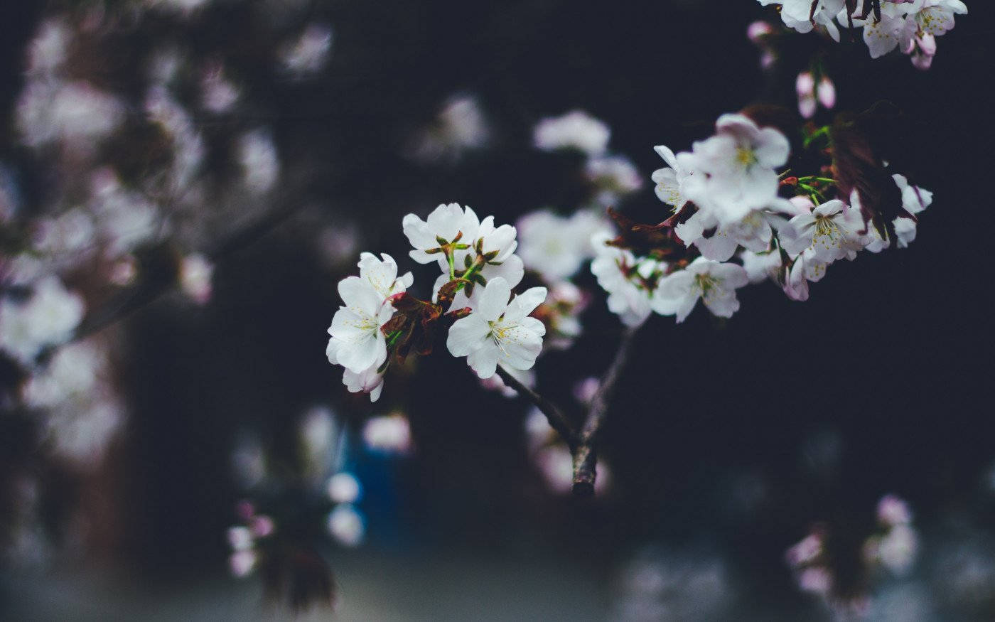 特寫白色櫻花在樹枝上，背景是黑暗模糊的。