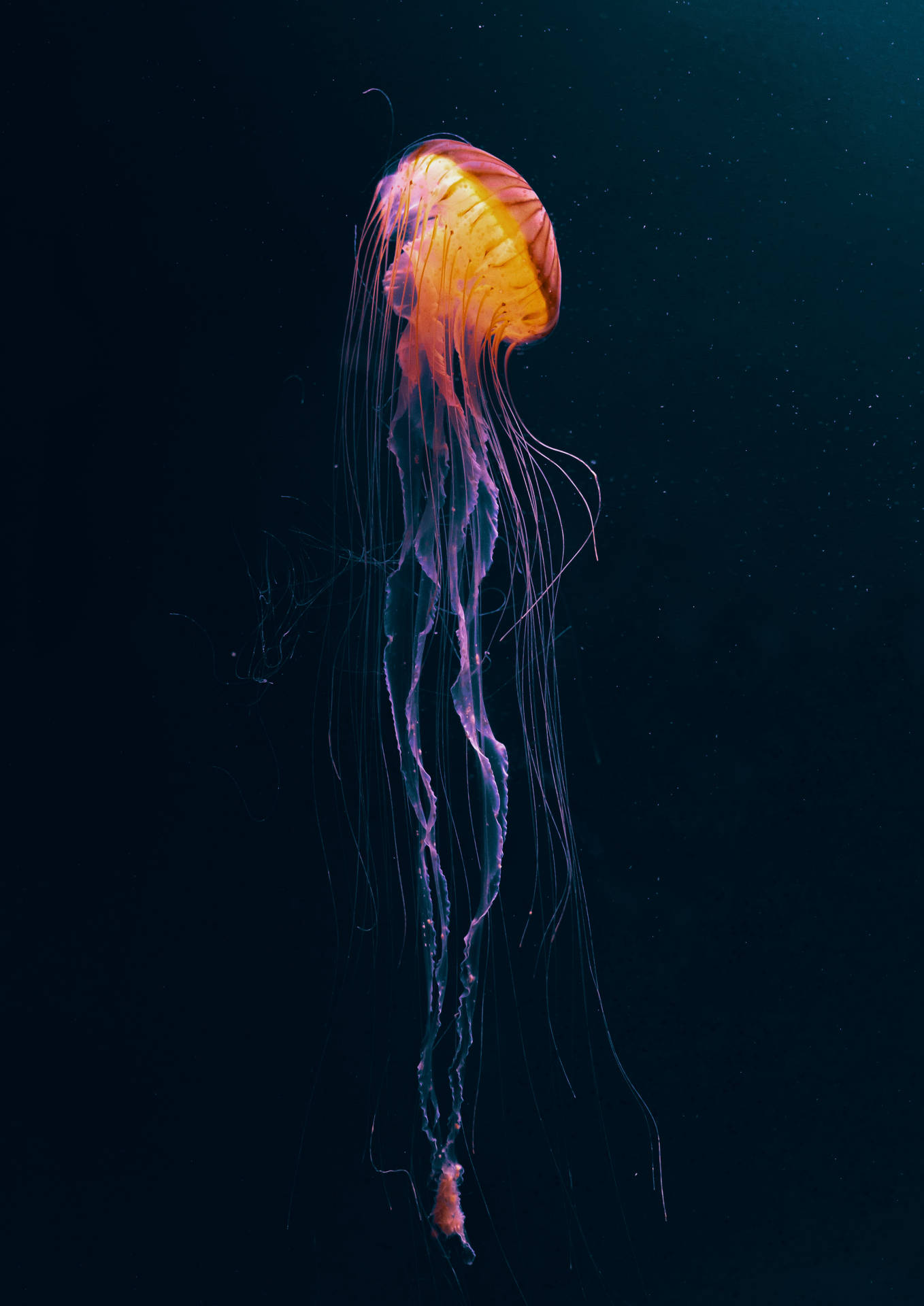 一隻發光的水母，帶有紫色觸手，漂浮在黑暗的海水中。