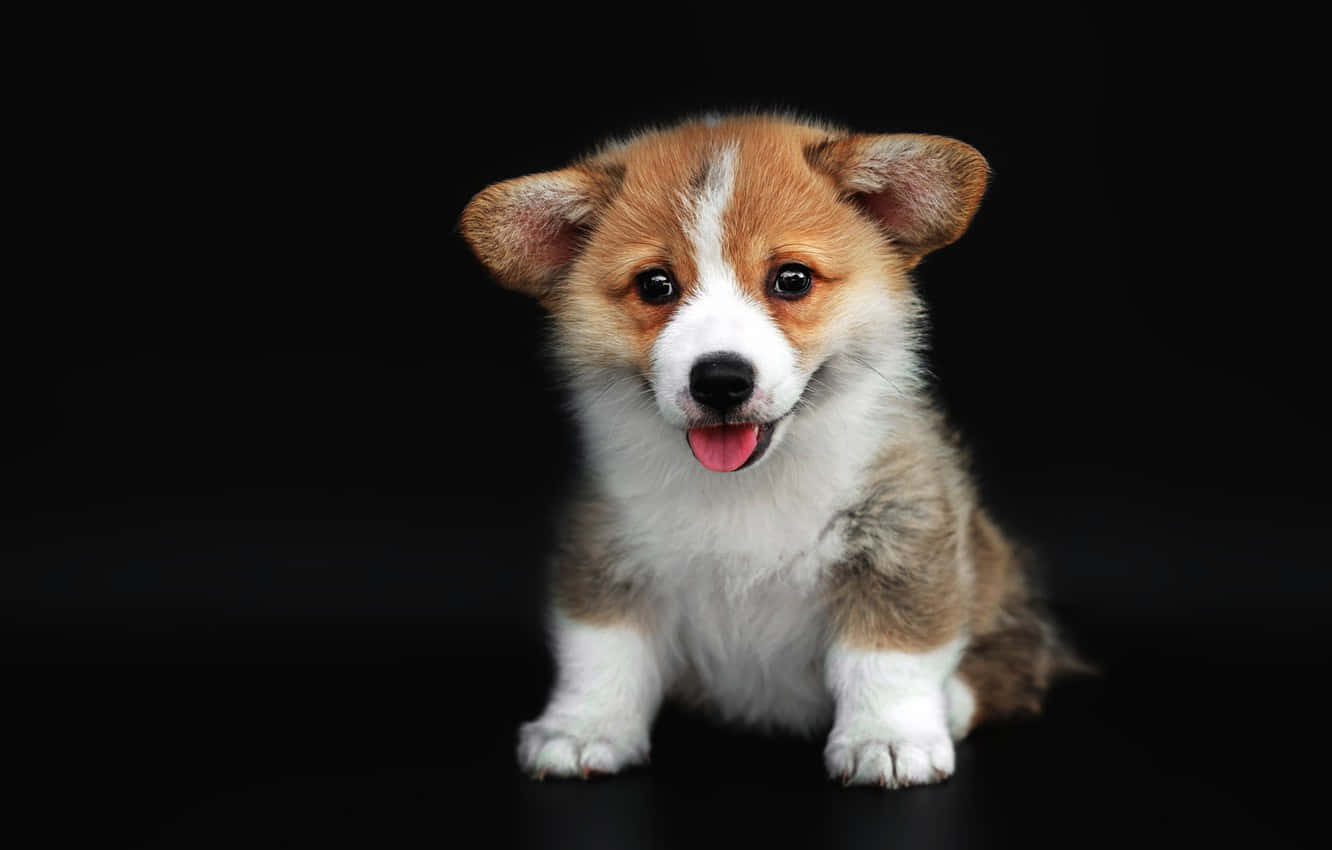 一隻快樂的哥基幼犬，有棕色和白色的毛髮，坐著伸出舌頭喘氣。