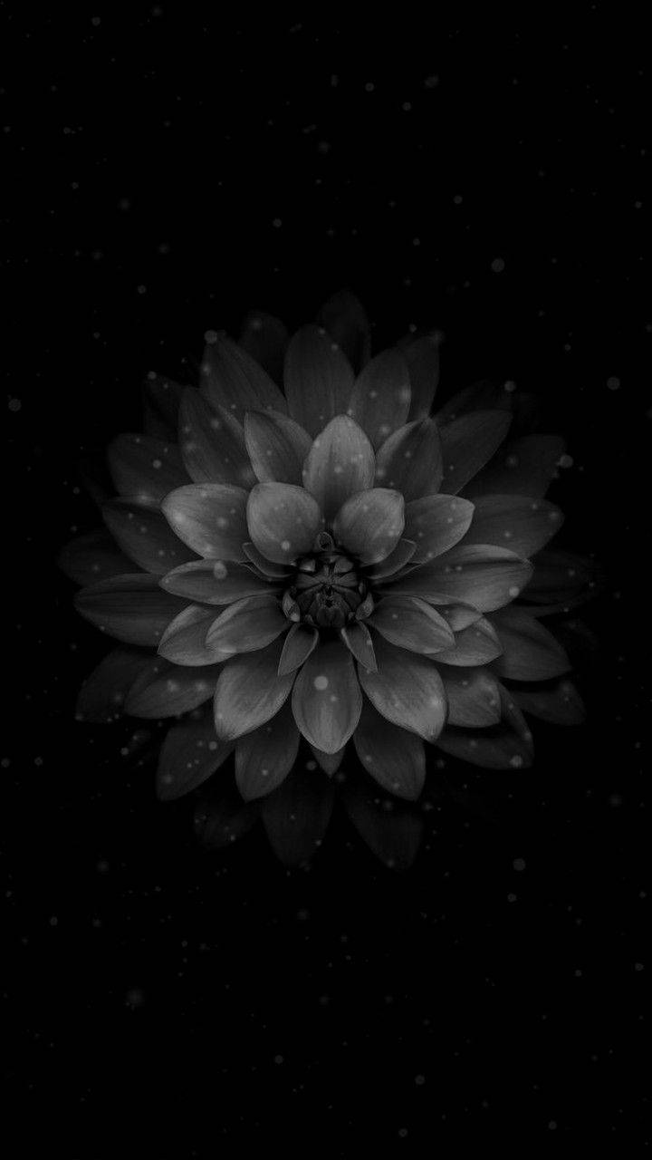 暗黑睡蓮蘋果 壁紙 — 一朵單色大麗花在佈滿星空的黑色虛空中綻放，柔和發光的粒子在其層層花瓣周圍飄動。