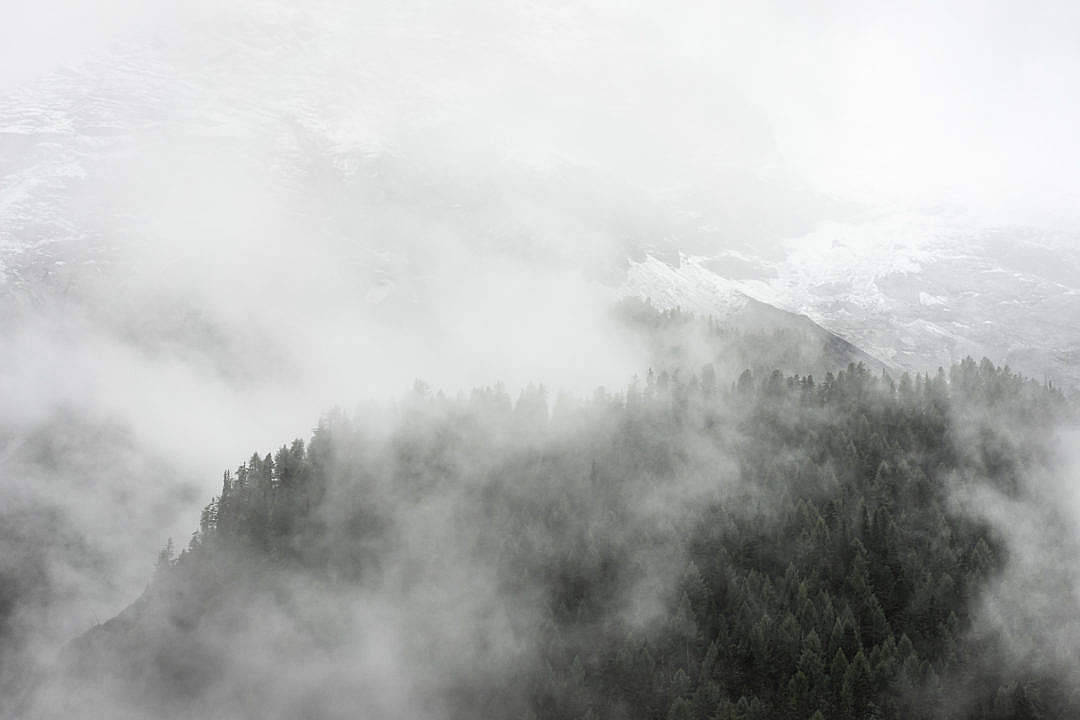 被霧氣和常綠樹木覆蓋的積雪山脊。