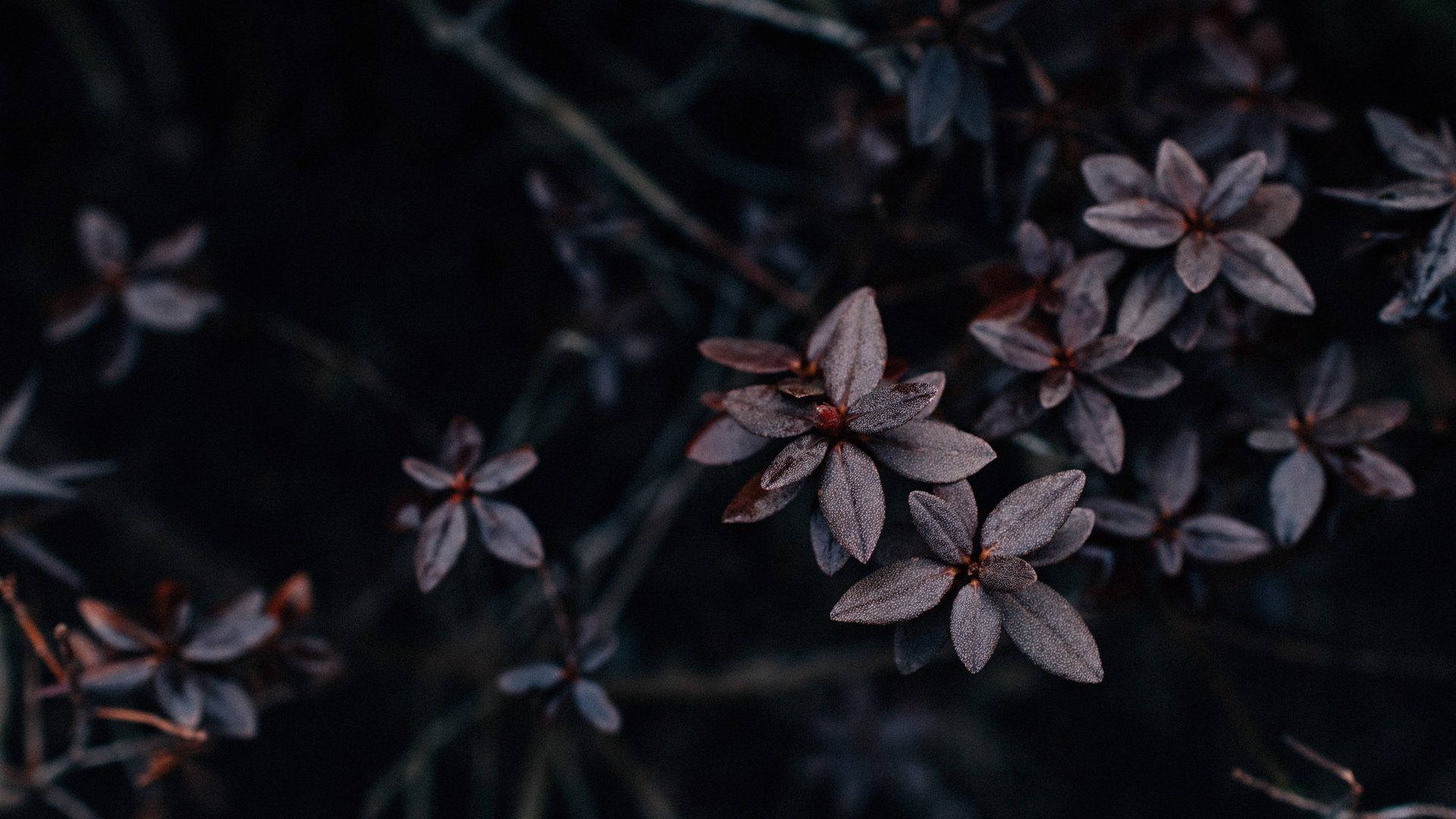 暗黑風格電腦櫻花背景 壁紙 — 深紫色花朵帶有露珠，在黑色背景上柔和綻放，營造出憂鬱的微距特寫。