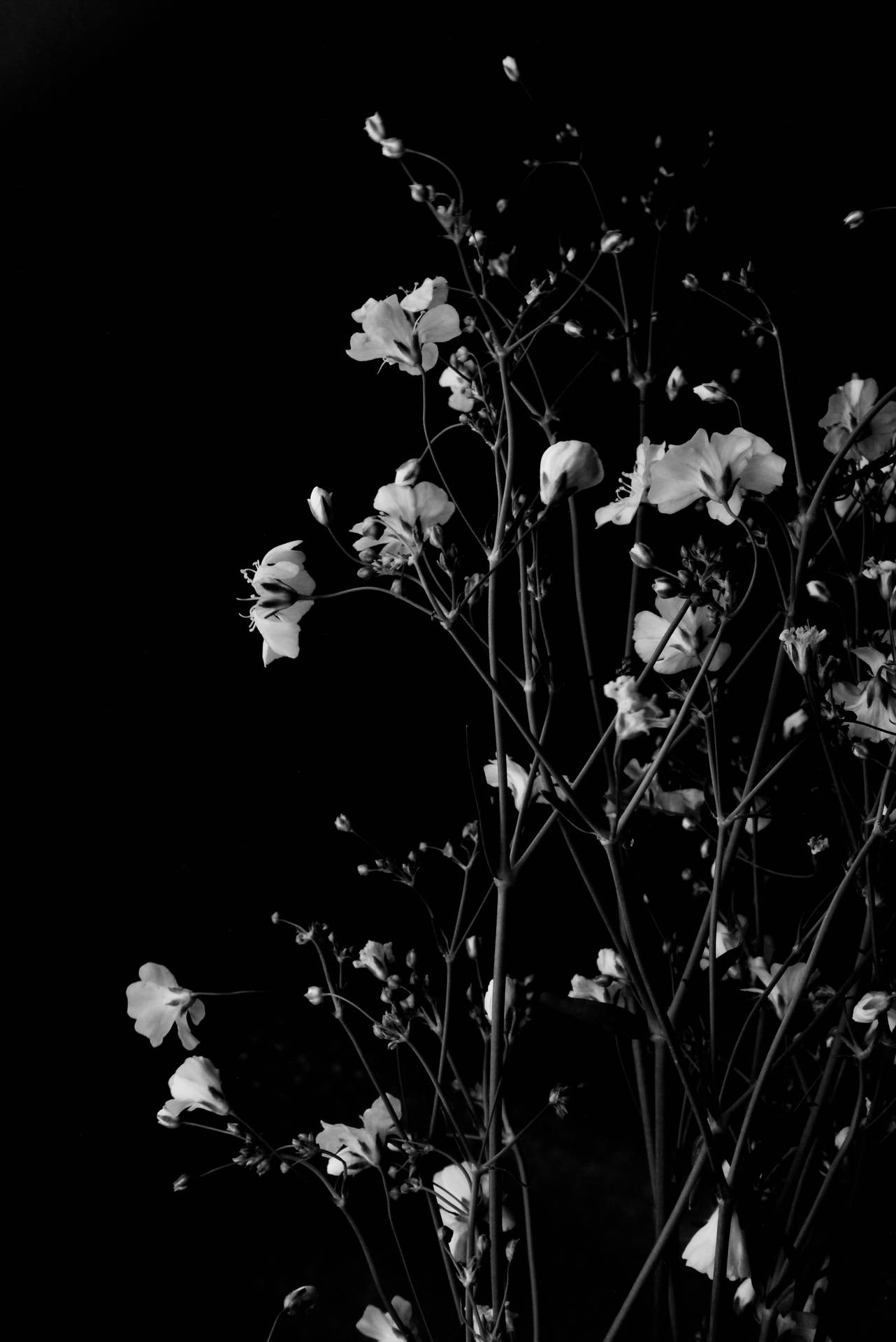 黑色背景上，纖細花莖托著精緻的白色花朵。