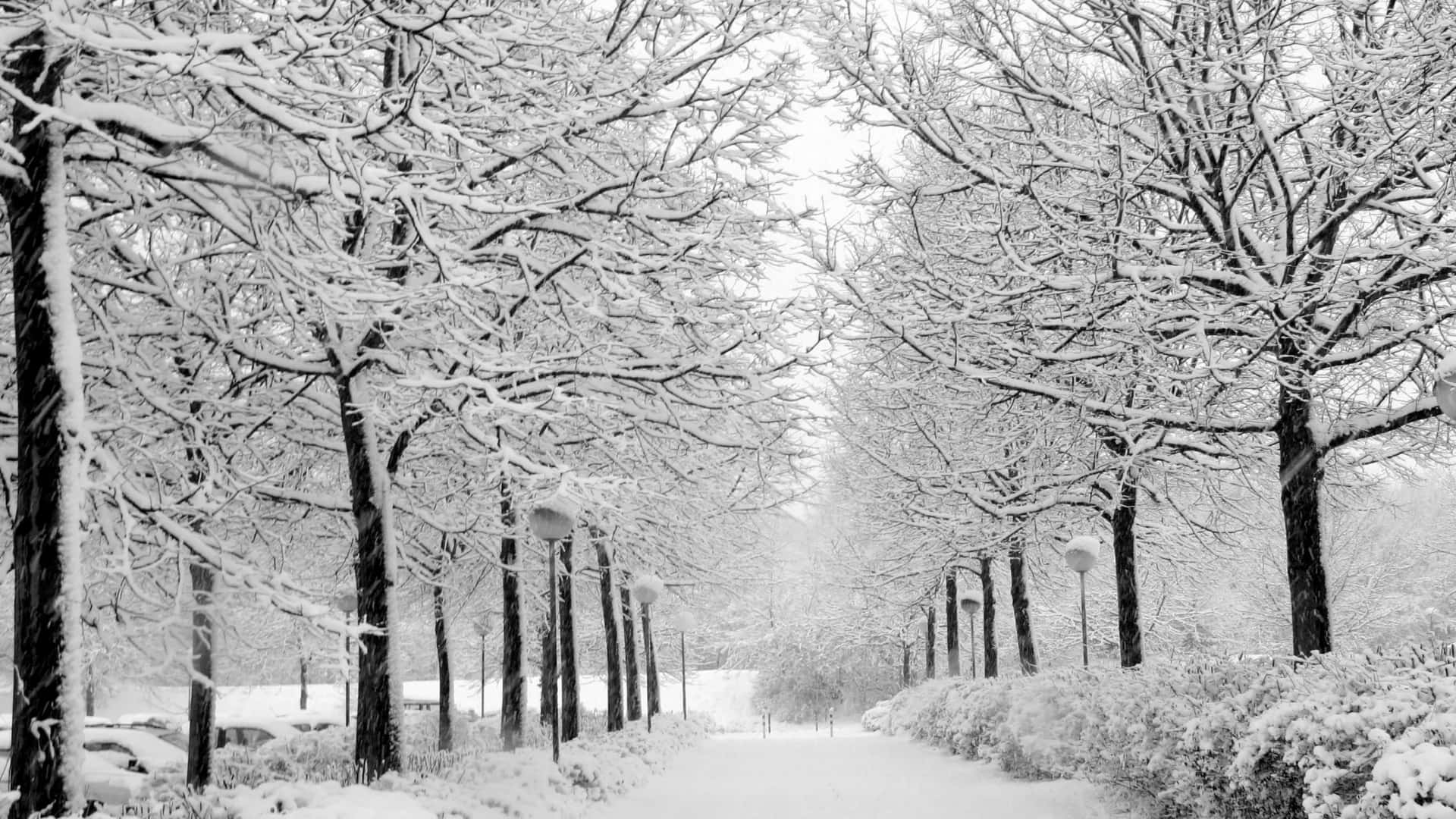 暢滑雪坡 壁紙 — 一條被雪覆蓋的公園小徑，兩旁是光禿禿的樹木，在灰色的冬日天空下掛滿了白雪。