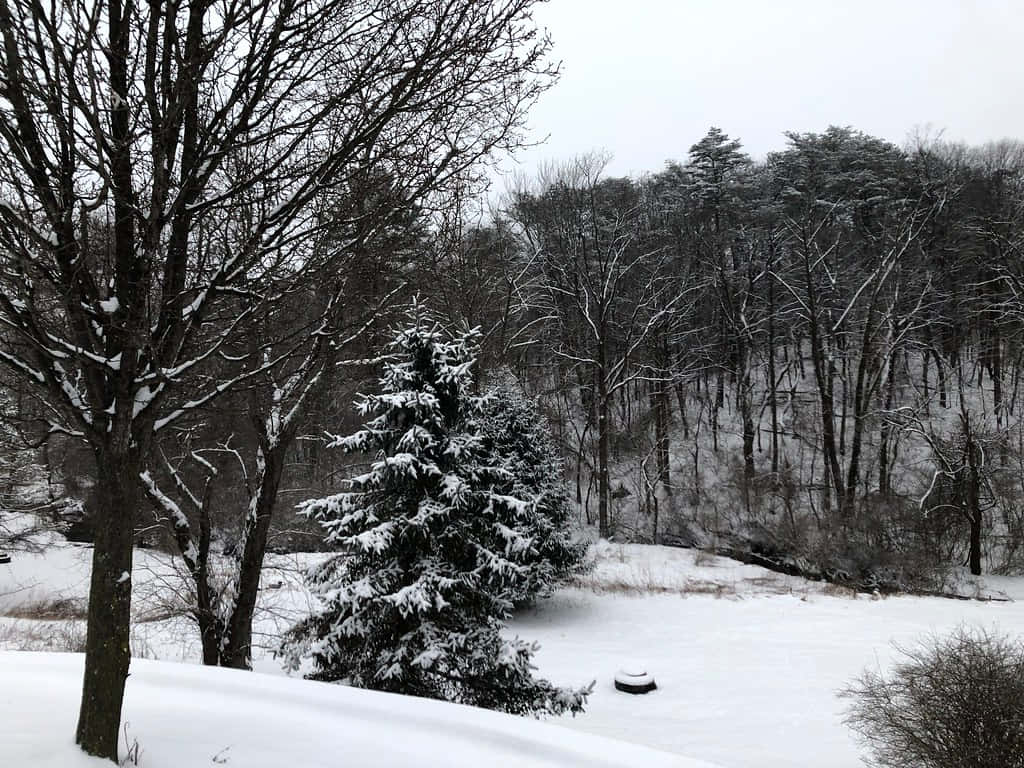 暴雪飄落於雪山湖泊之上 壁紙 — 白雪皚皚的冬季森林場景，光禿禿的樹木和白雪覆蓋的常綠樹在灰色天空下格外突出。