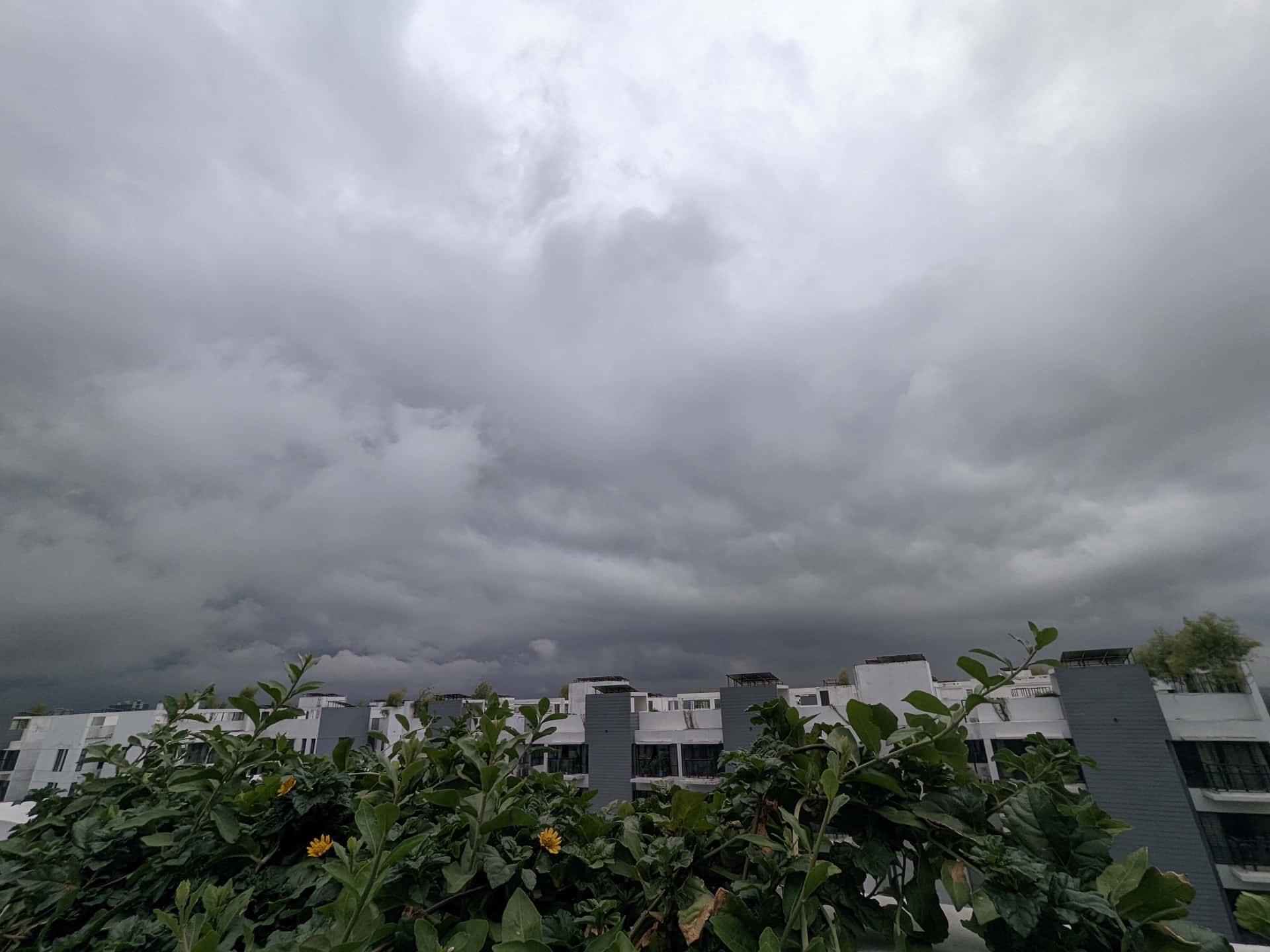 現代建築上空的黑暗暴風雲，綠色植物和黃色花朵