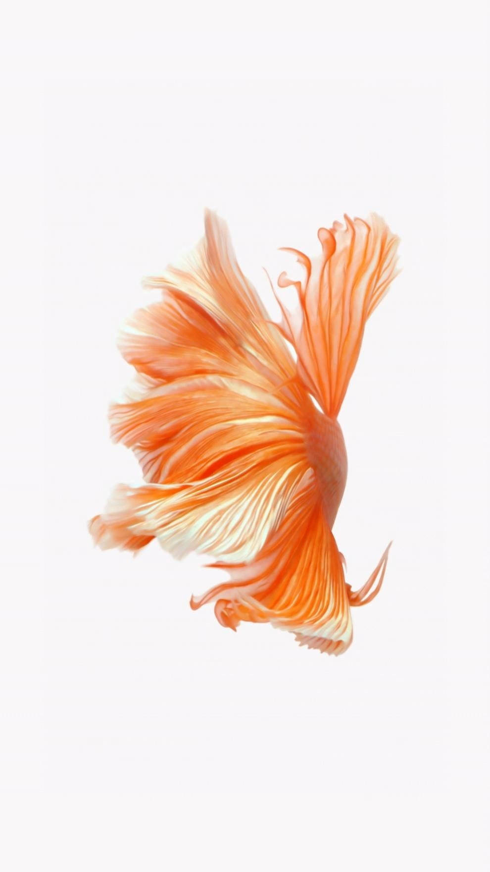 暹羅斗魚照亮深藍海洋（iPhone顯示） 壁紙 — 一條充滿活力的橙色鬥魚，擁有流暢的魚鰭，在純白色背景上優雅地游動。