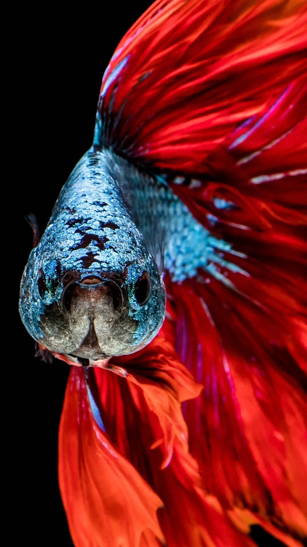 暹羅鬥魚 iPhone 特寫 壁紙 — 一條鬥魚嘅特寫，有鮮紅色嘅鰭同虹彩藍色嘅鱗片，背景係黑色。