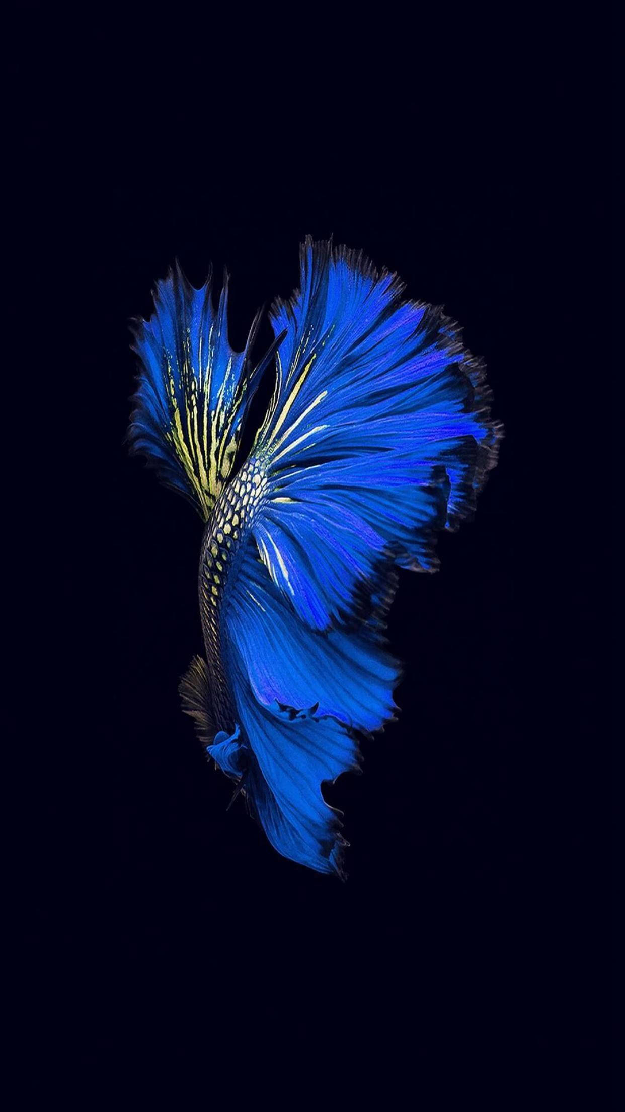 暹羅魚 iPhone 活動壁紙 壁紙 — 一條充滿活力的藍色鬥魚，擁有流動的魚鰭，在深黑色背景中閃耀。