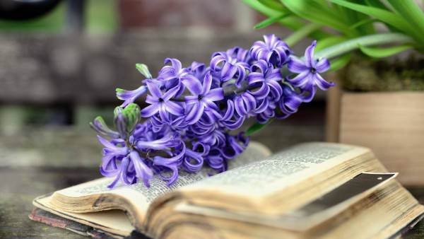 紫色風信子花朵放在木桌上的打開的舊書上。