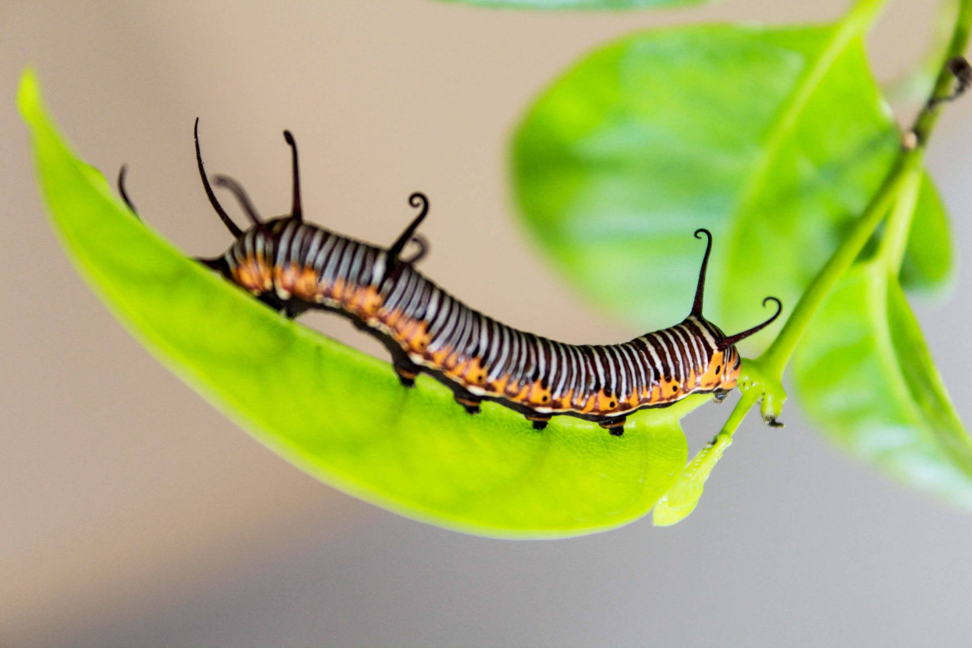 一隻帶有捲曲觸角的多彩毛毛蟲正在啃食一片綠葉。