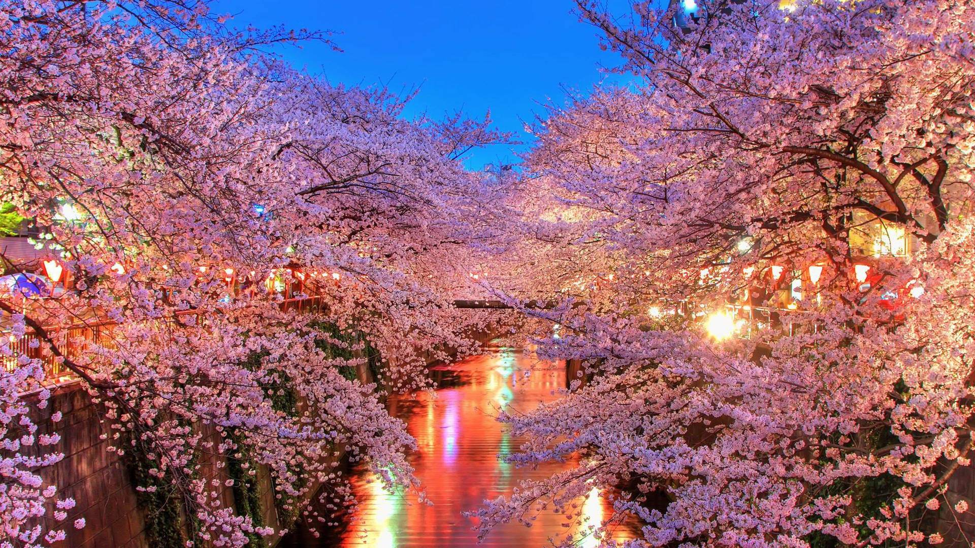 最佳 4K UHD 櫻花 壁紙 — 櫻花在黃昏時分密集地盛開在運河上方，溫暖的燈籠燈光倒映在水中。