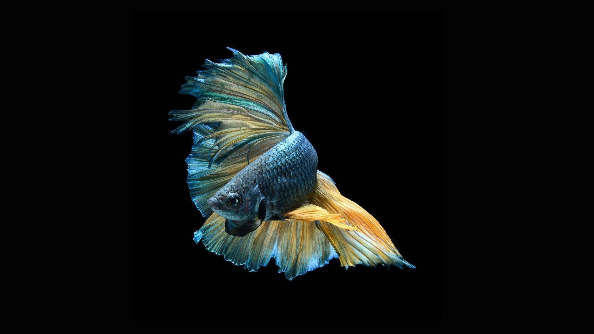 一條色彩繽紛的鬥魚，擁有流動的魚鰭，在黑色背景上游泳。