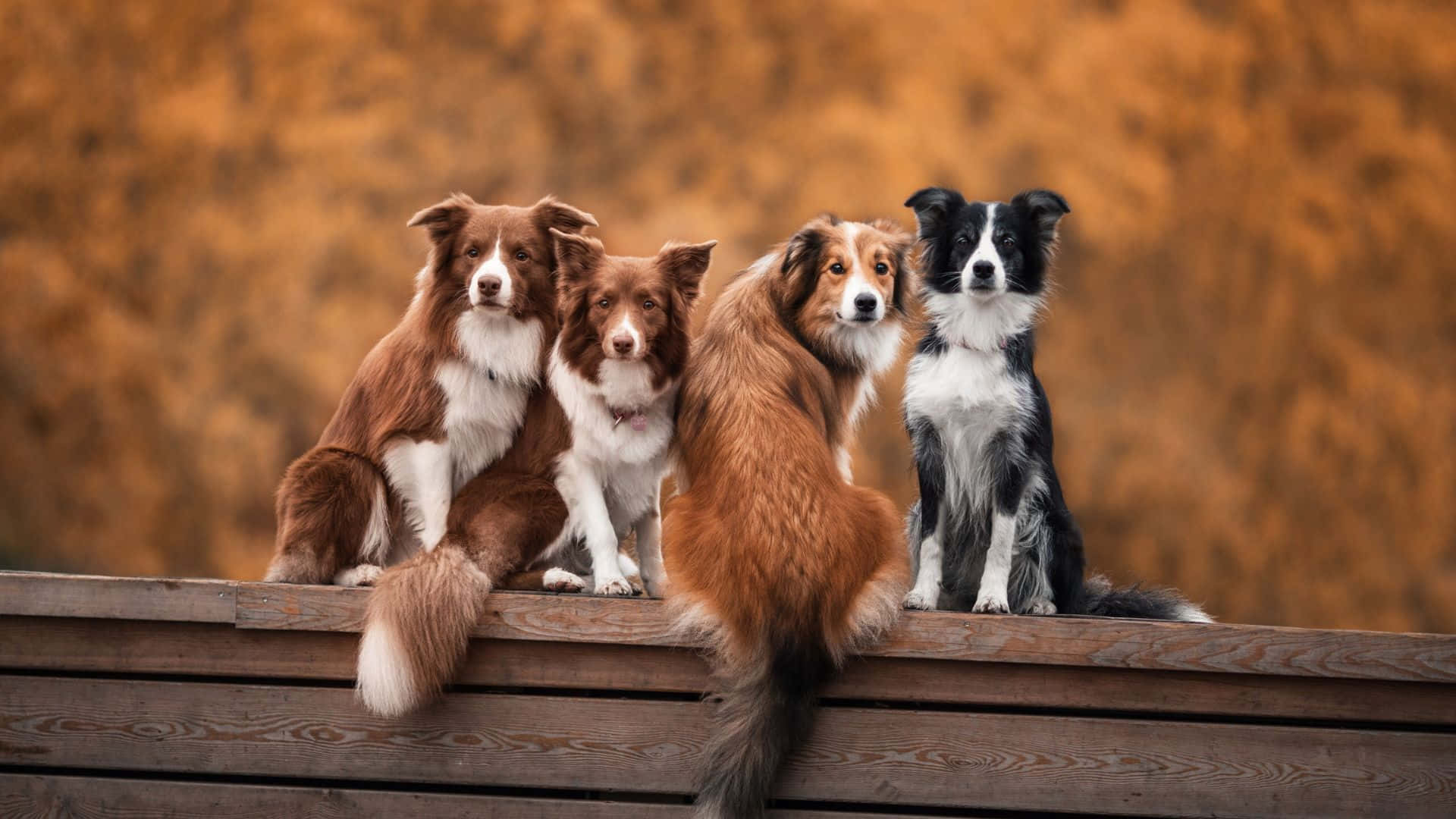 四隻邊境牧羊犬坐在秋天的木長椅上。