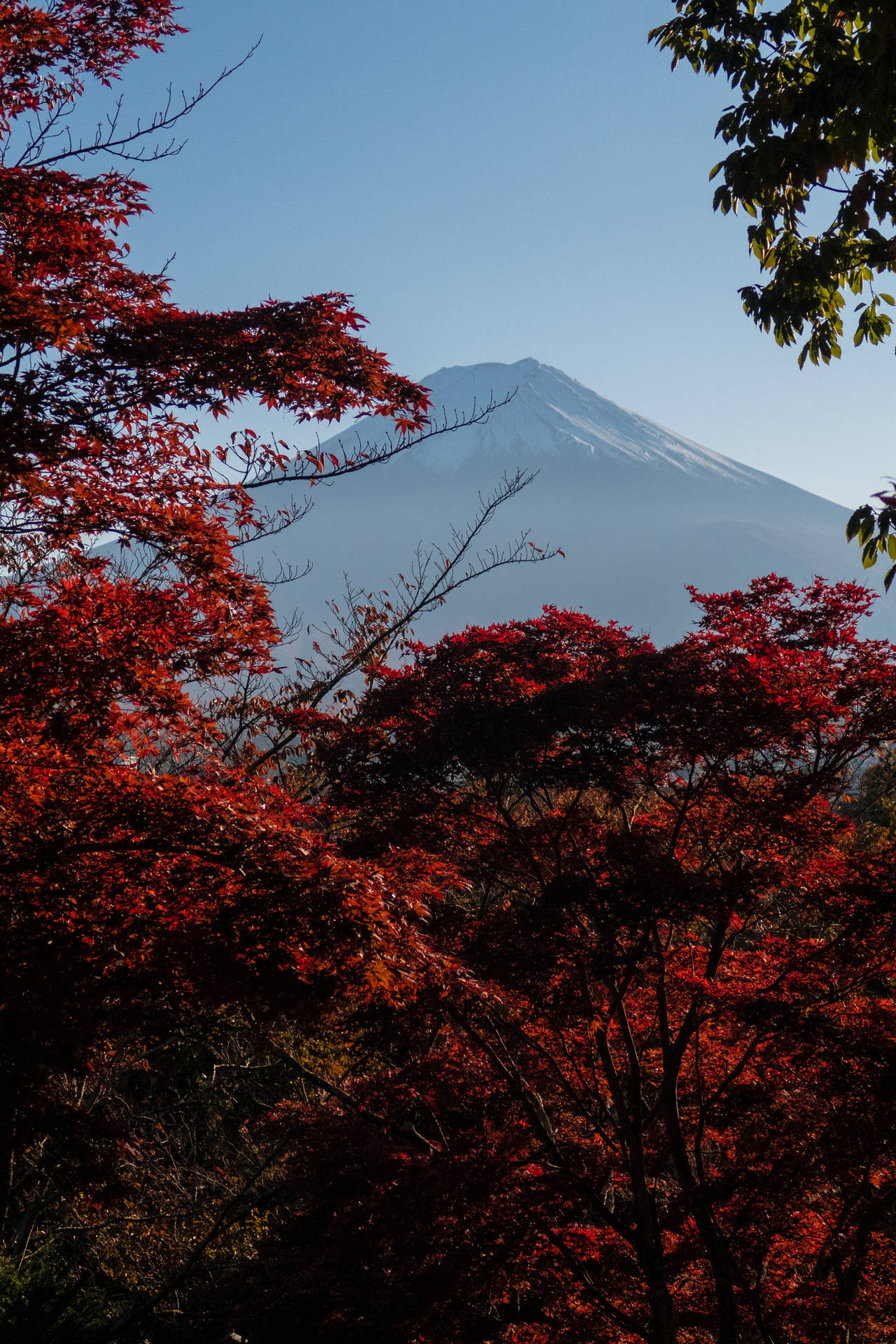 秋天紅色楓樹框住嘅富士山。