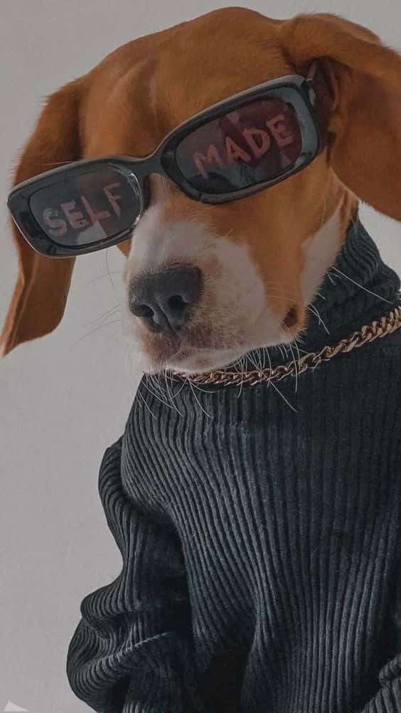 比格犬戴着時尚太陽眼鏡和毛衣，配搭鏈條項鍊。