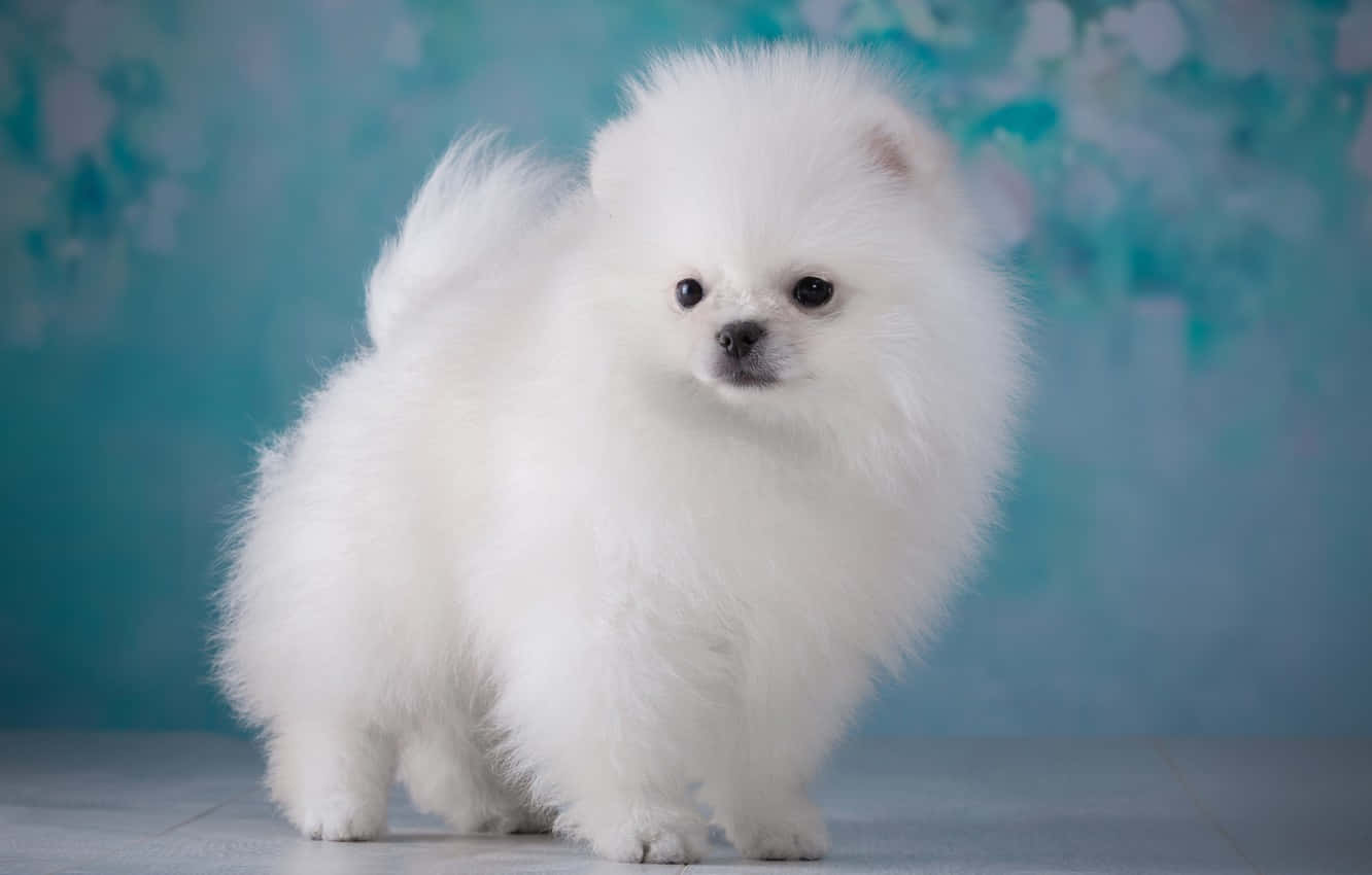 毛茸茸的白色博美犬站在淺色地板上，以藍色花卉背景為襯。