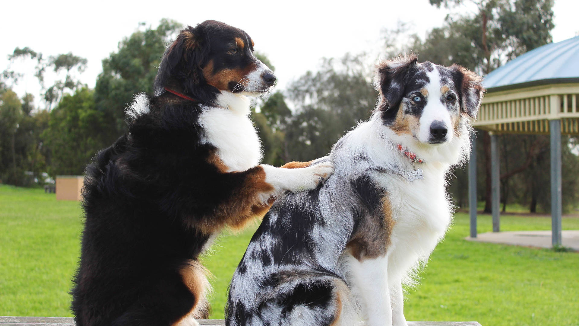 兩隻澳洲牧羊犬坐在公園長椅上，一隻爪子擱在另一隻的背上。