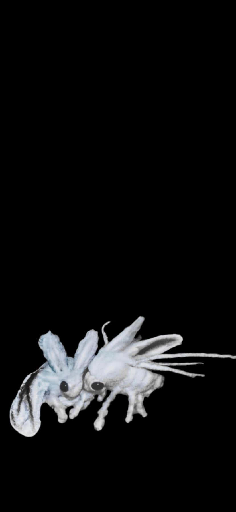 兩隻白色飛蛾狀生物，有大眼睛，在黑色背景上飛翔。