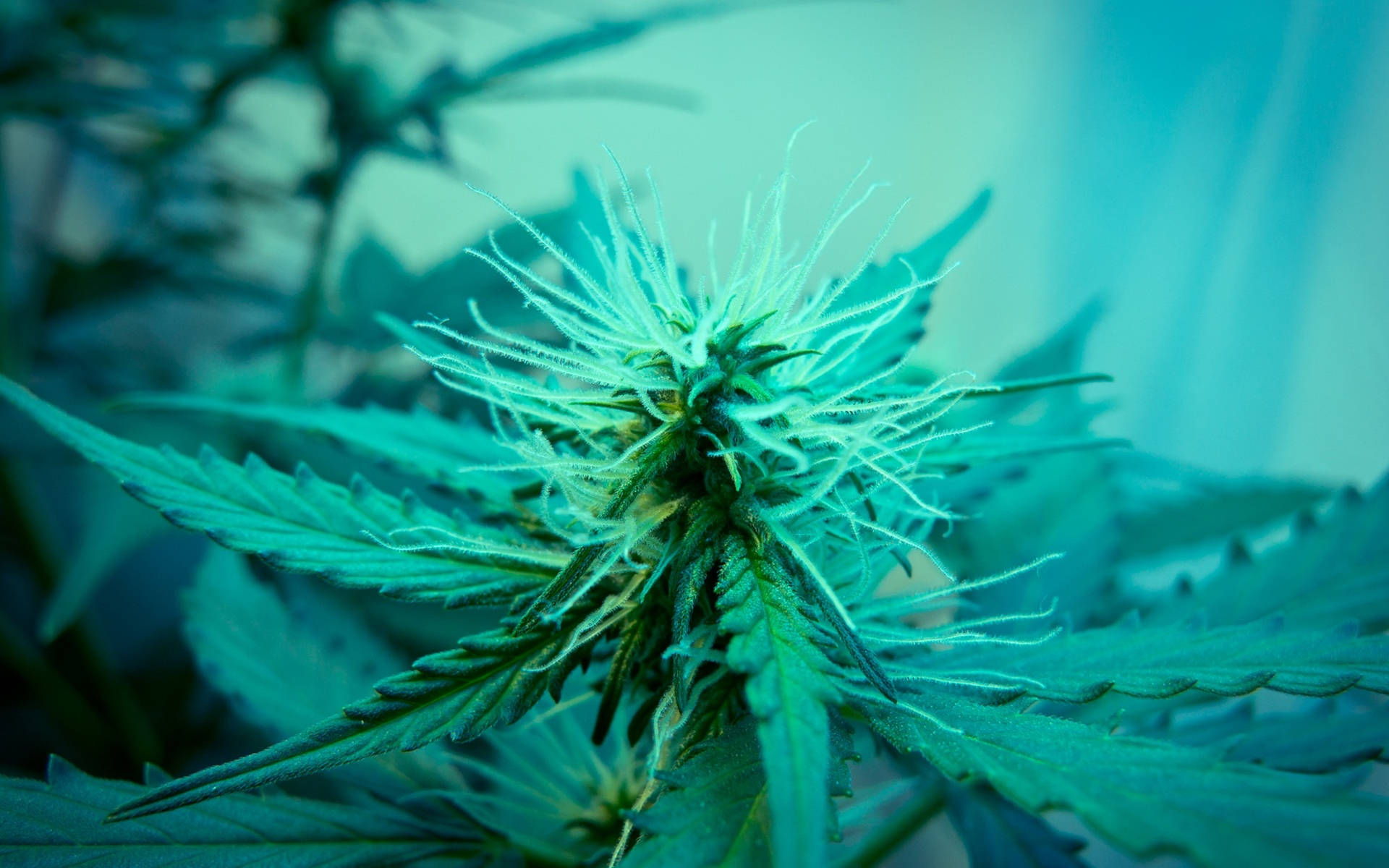 青綠色燈光下的大麻植物，帶有詳細的毛狀體和模糊背景。