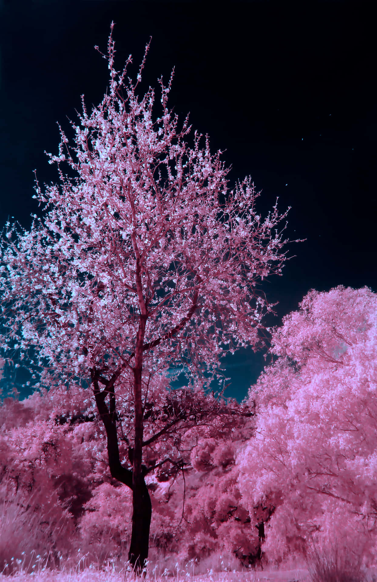 一棵粉紅色的櫻花樹在星空夜空下的森林中獨自站立。