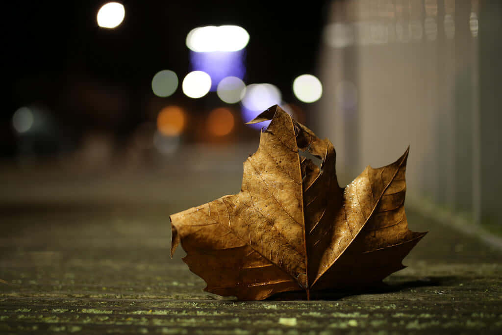 夜晚潮濕路面上的一片落葉，背後是模糊的城市燈光。