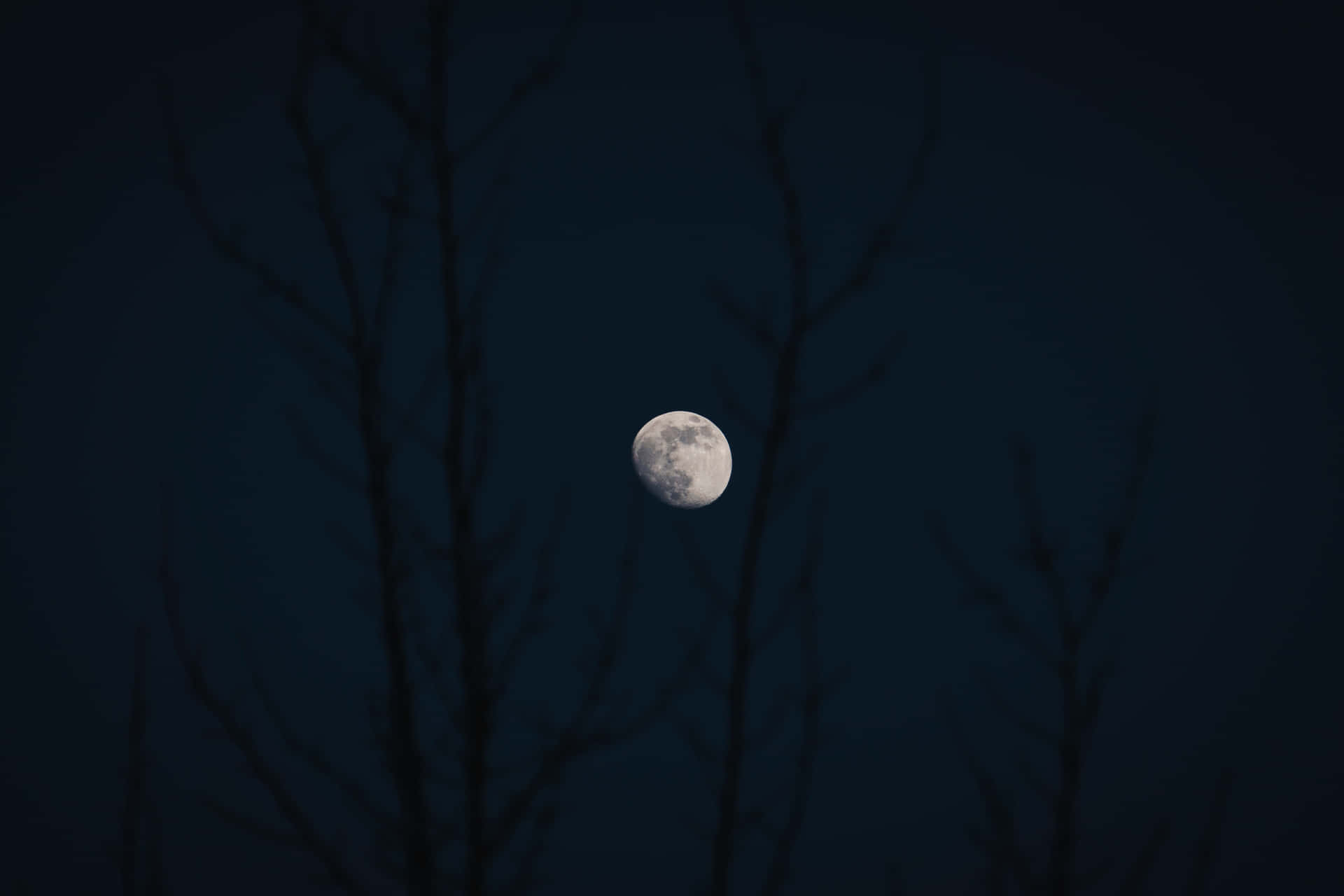 透過光禿樹枝看到月亮，背景是深藍色夜空