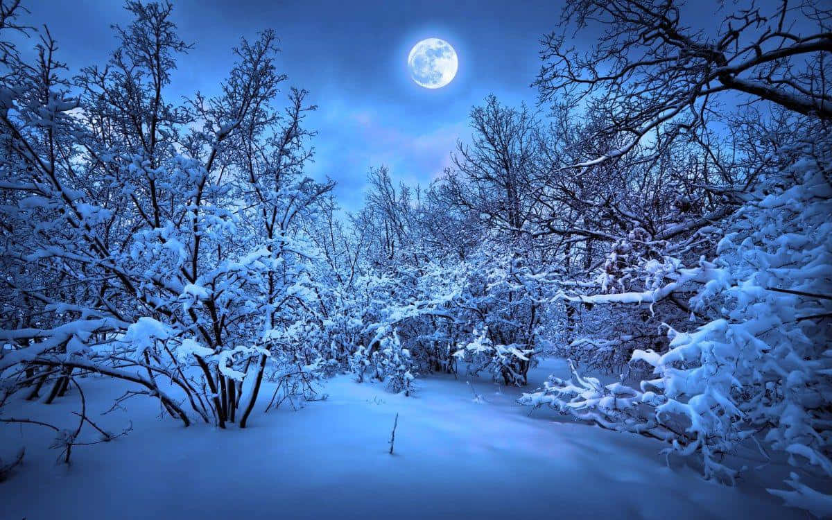 夜晚滿月下的雪地森林，光禿禿的樹木覆蓋著霜。
