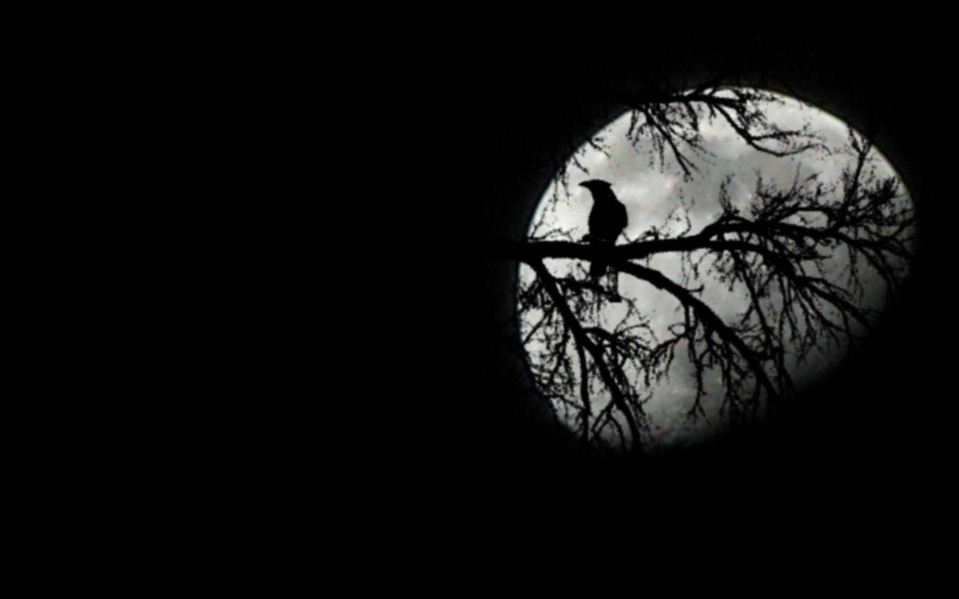 Raven Black And Moon Wallpapers Picture Wallpapers