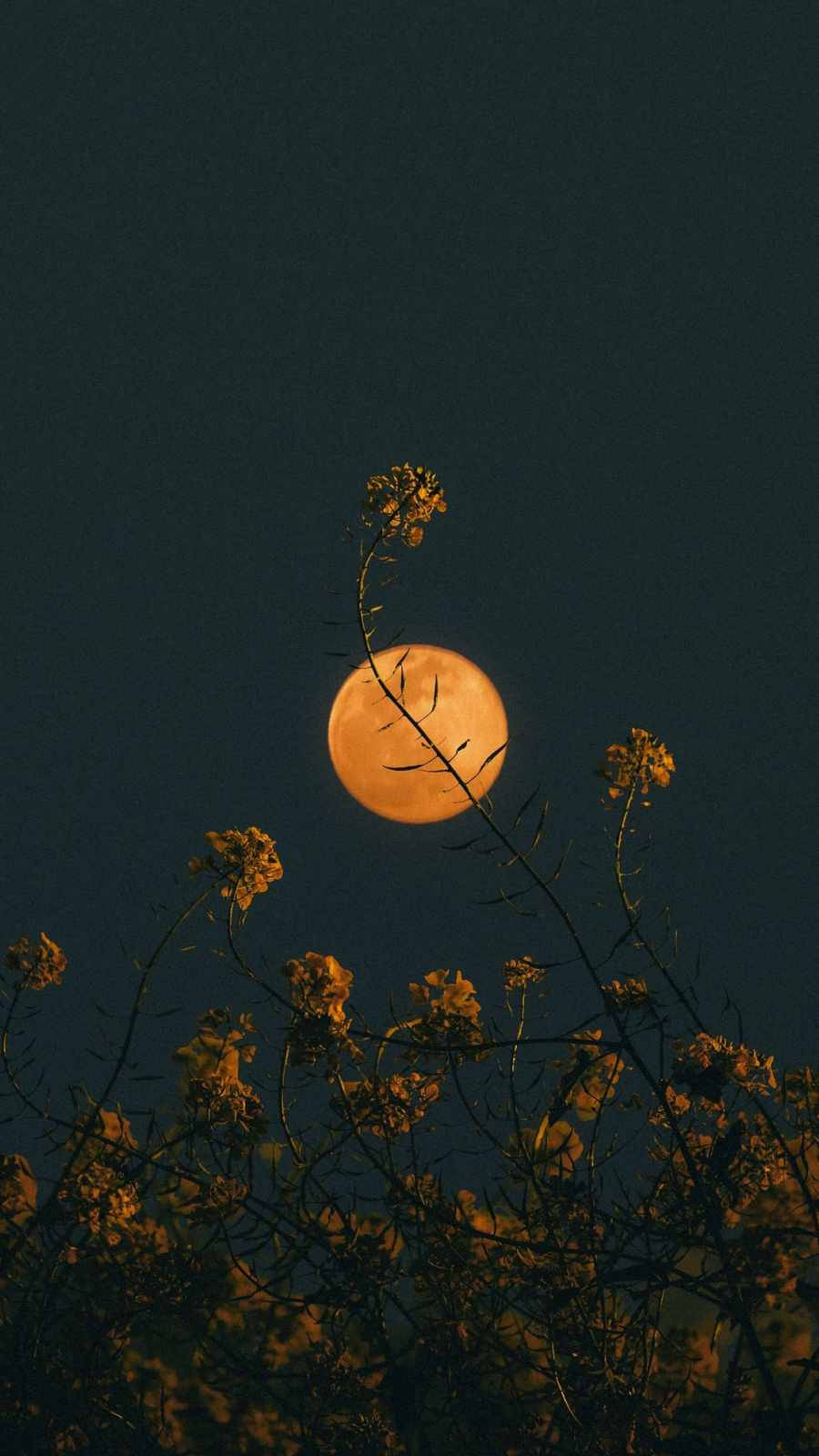 夜間開花枝條剪影後的橙色月亮