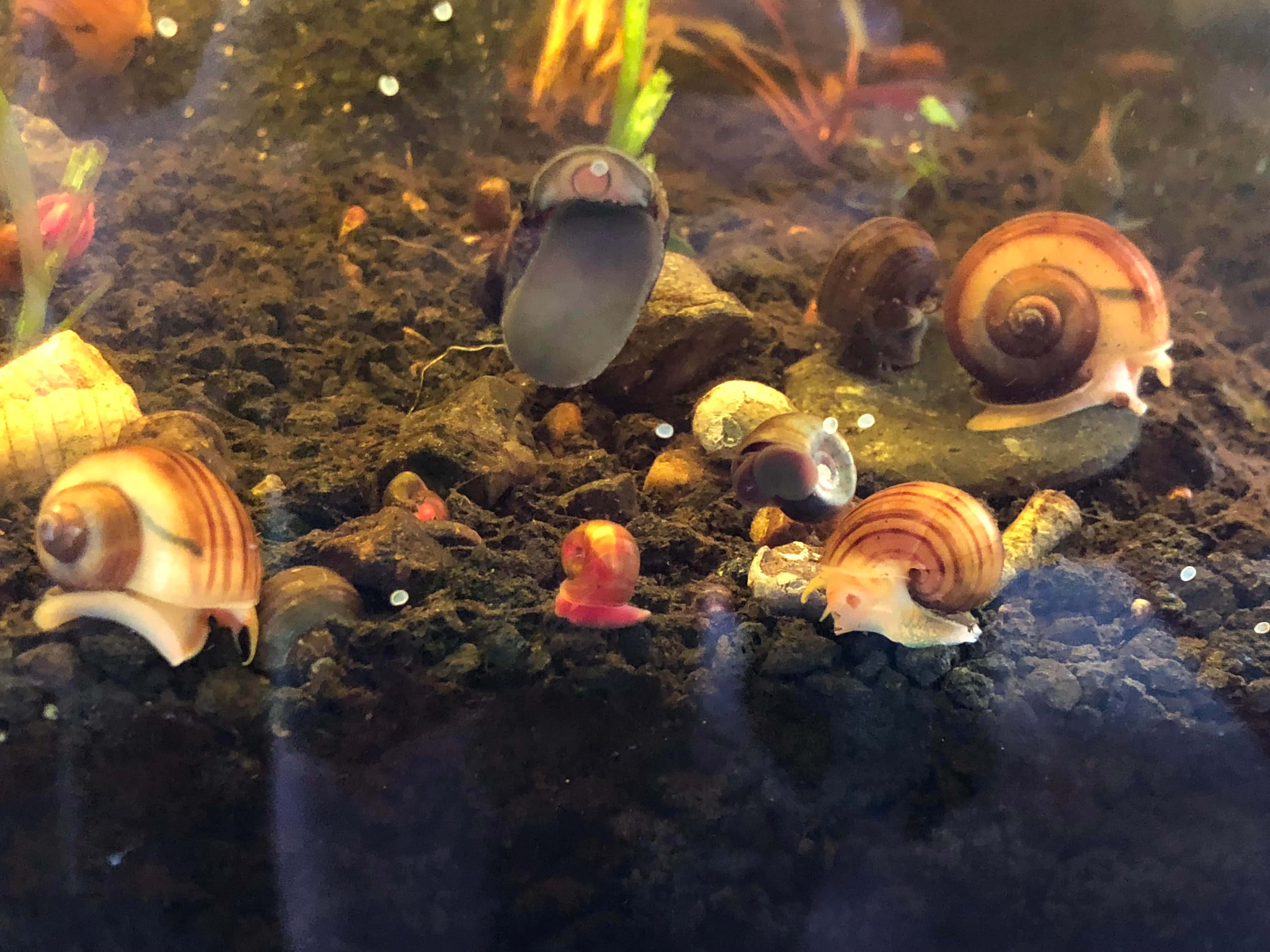 Pink Snail 桌布 壁紙 — 有條紋殼的蝸牛在淺水族箱中的深色礫石和岩石上爬行，水族箱中有水生植物。