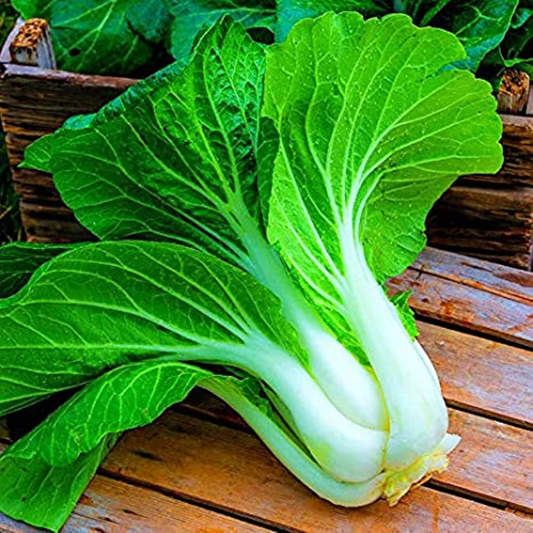 木質表面上的新鮮小白菜