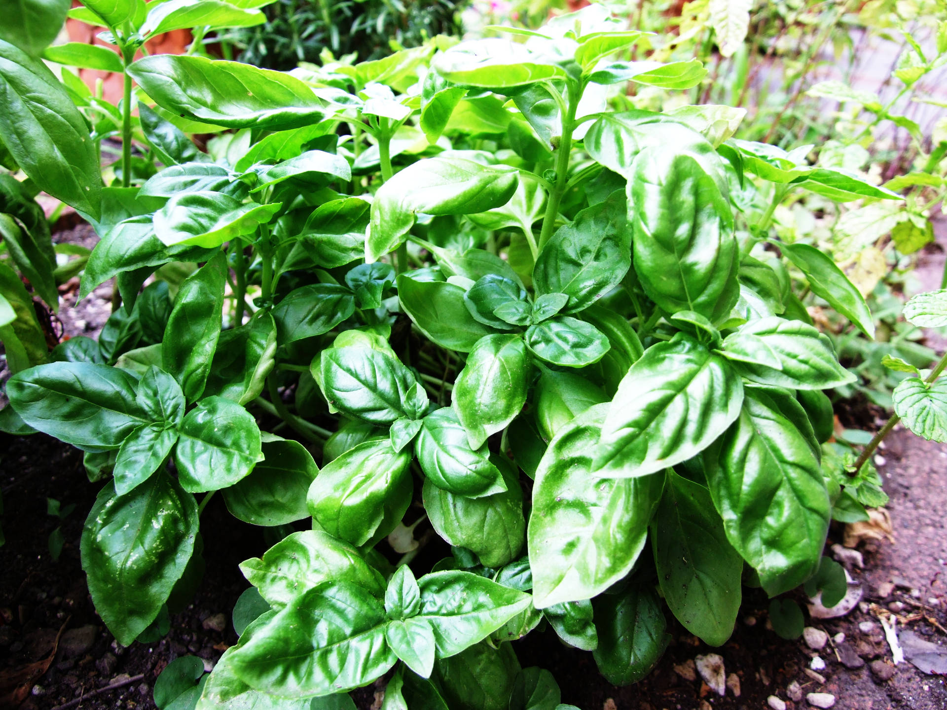茂盛的羅勒植物，帶有光澤的綠色葉子，生長在花園土壤中。
