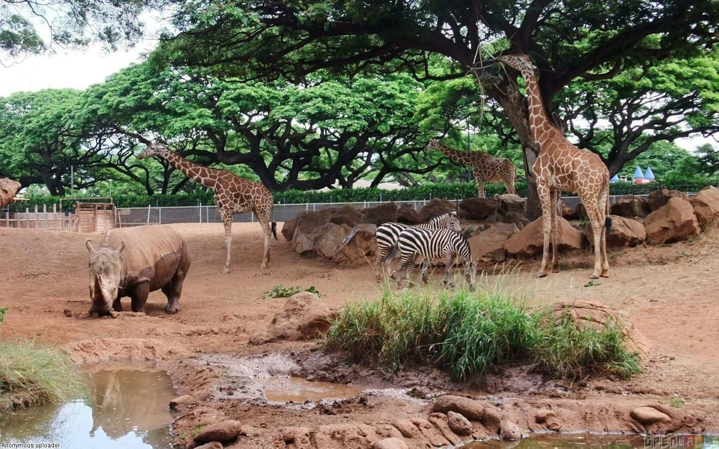 犀牛、斑馬和長頸鹿在動物園棲息地，有樹木和泥坑。