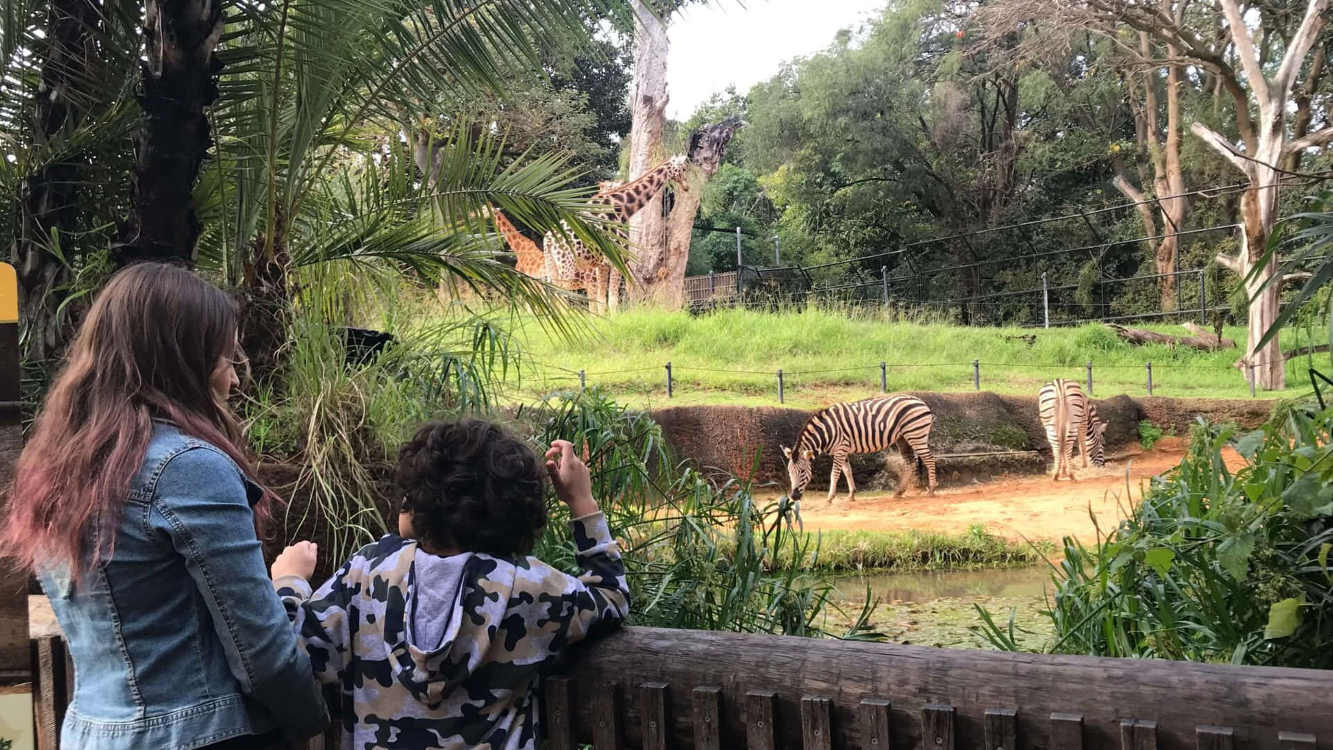 兩個人在有樹木和水的動物園棲息地觀察斑馬和長頸鹿。